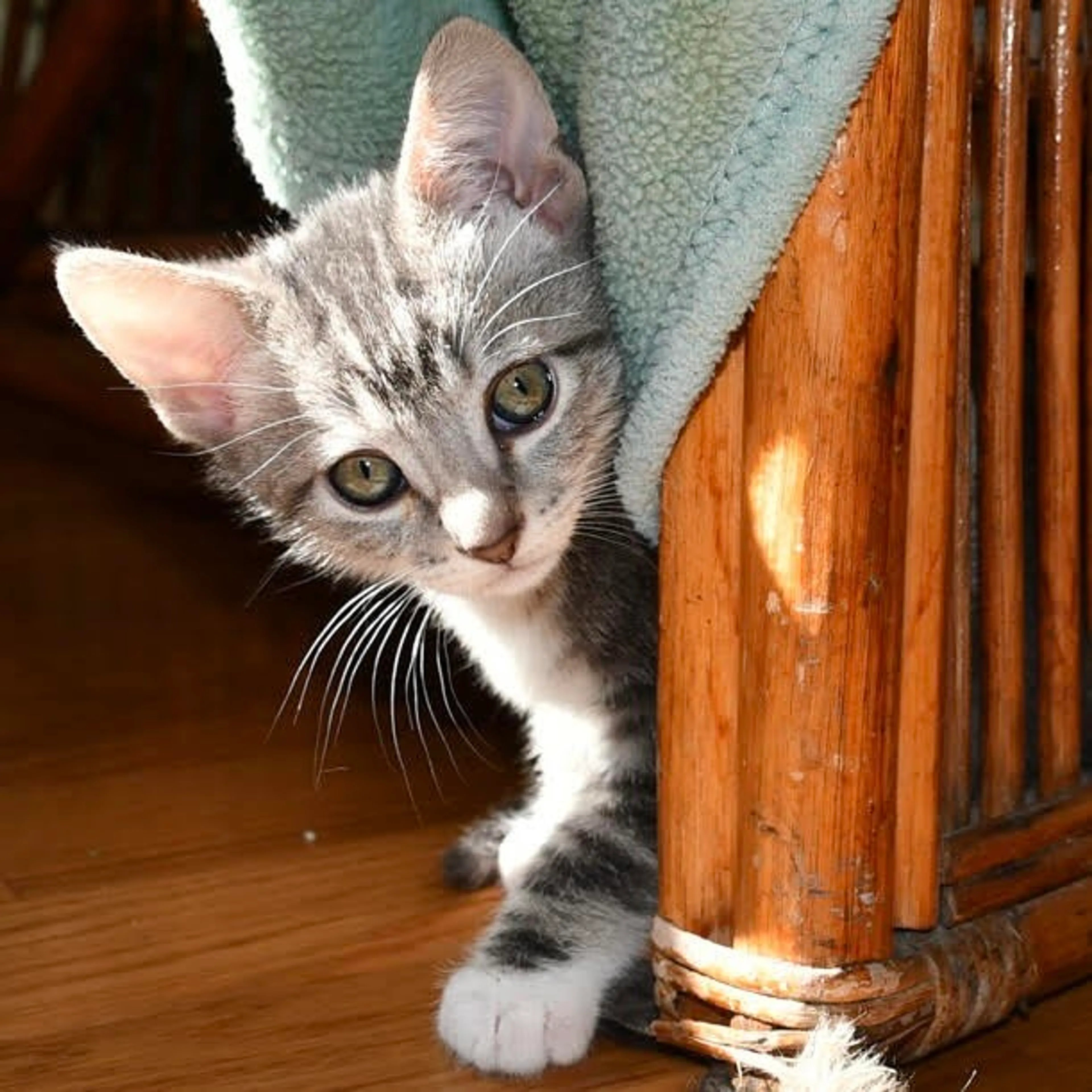 Found pet-0