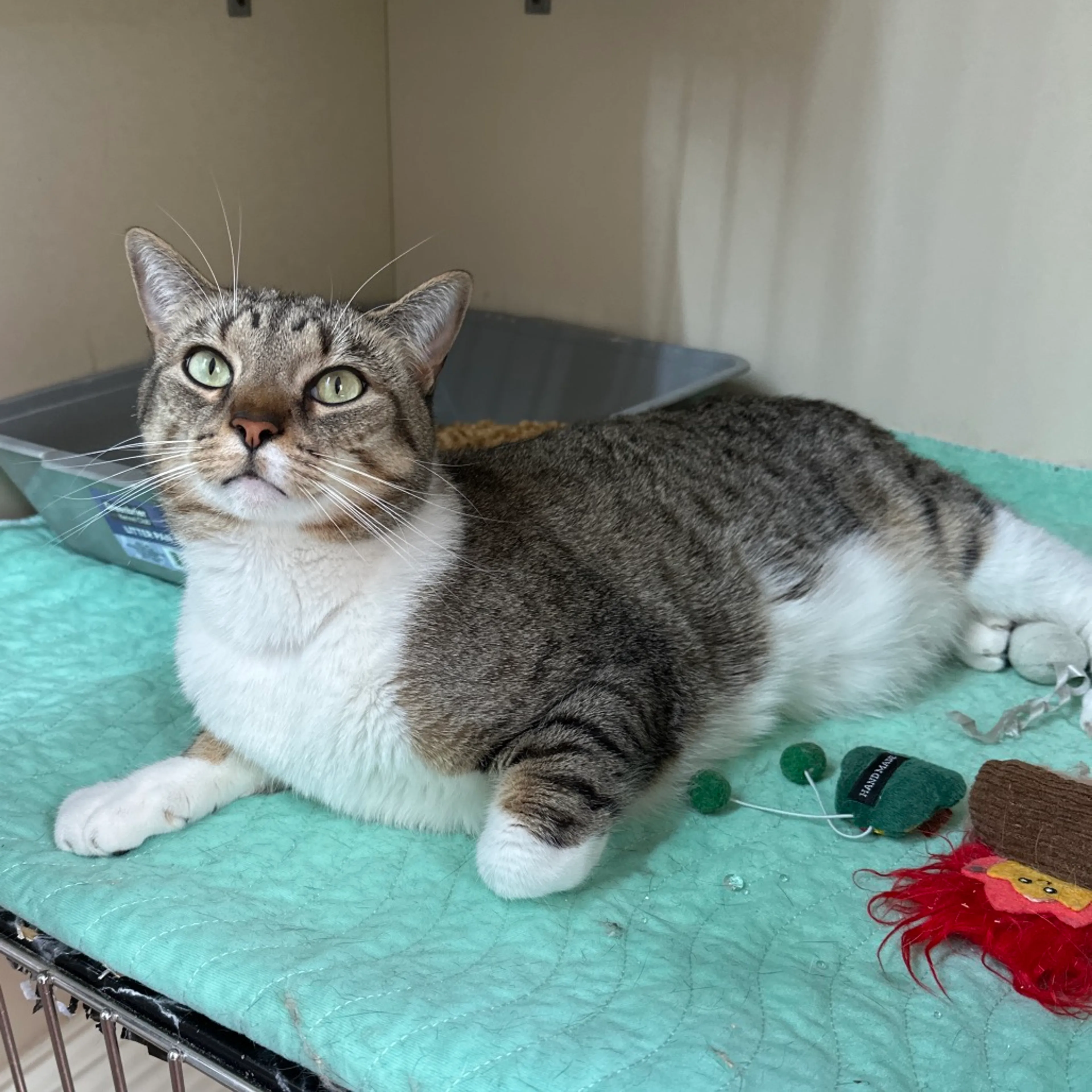 Found pet-1