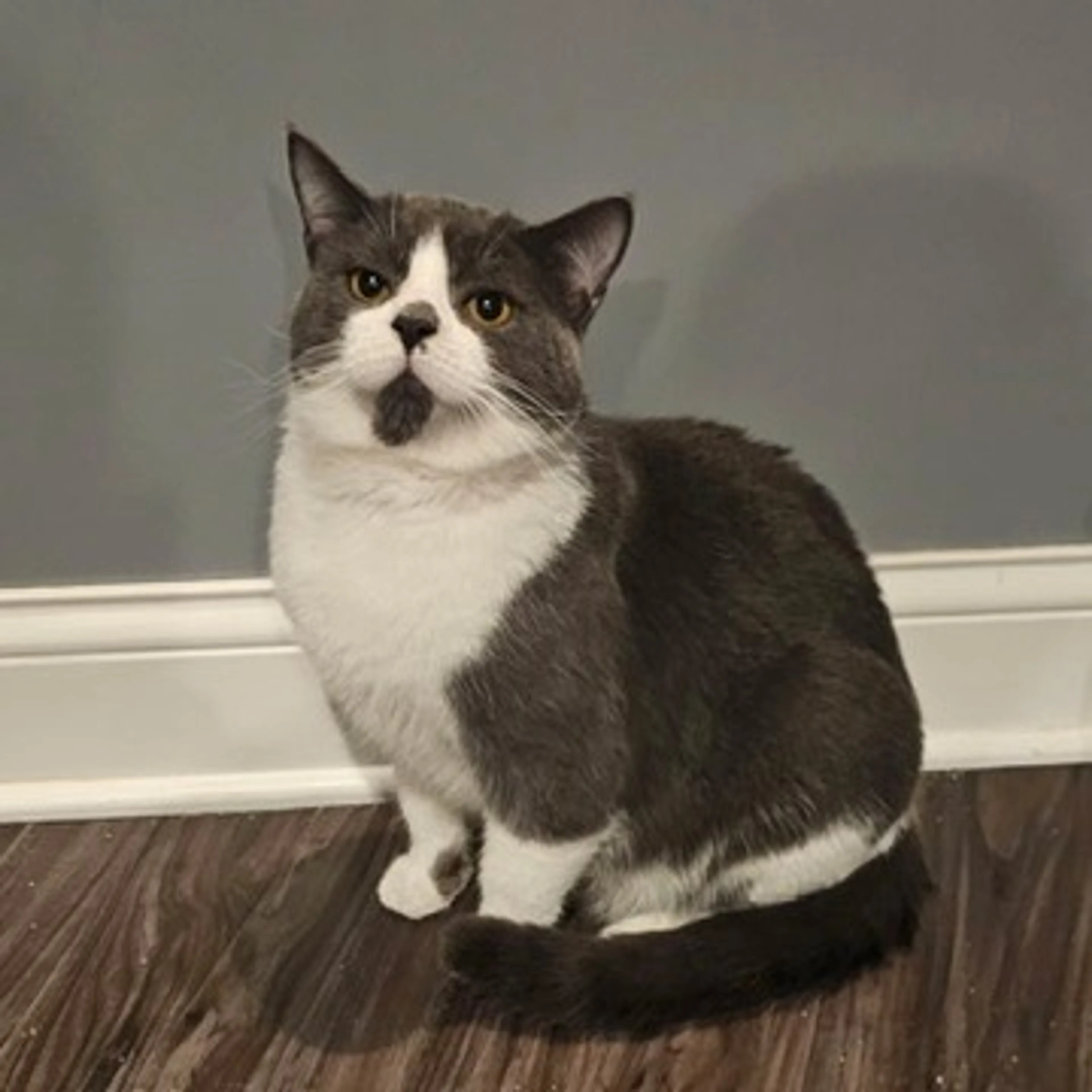 Found pet