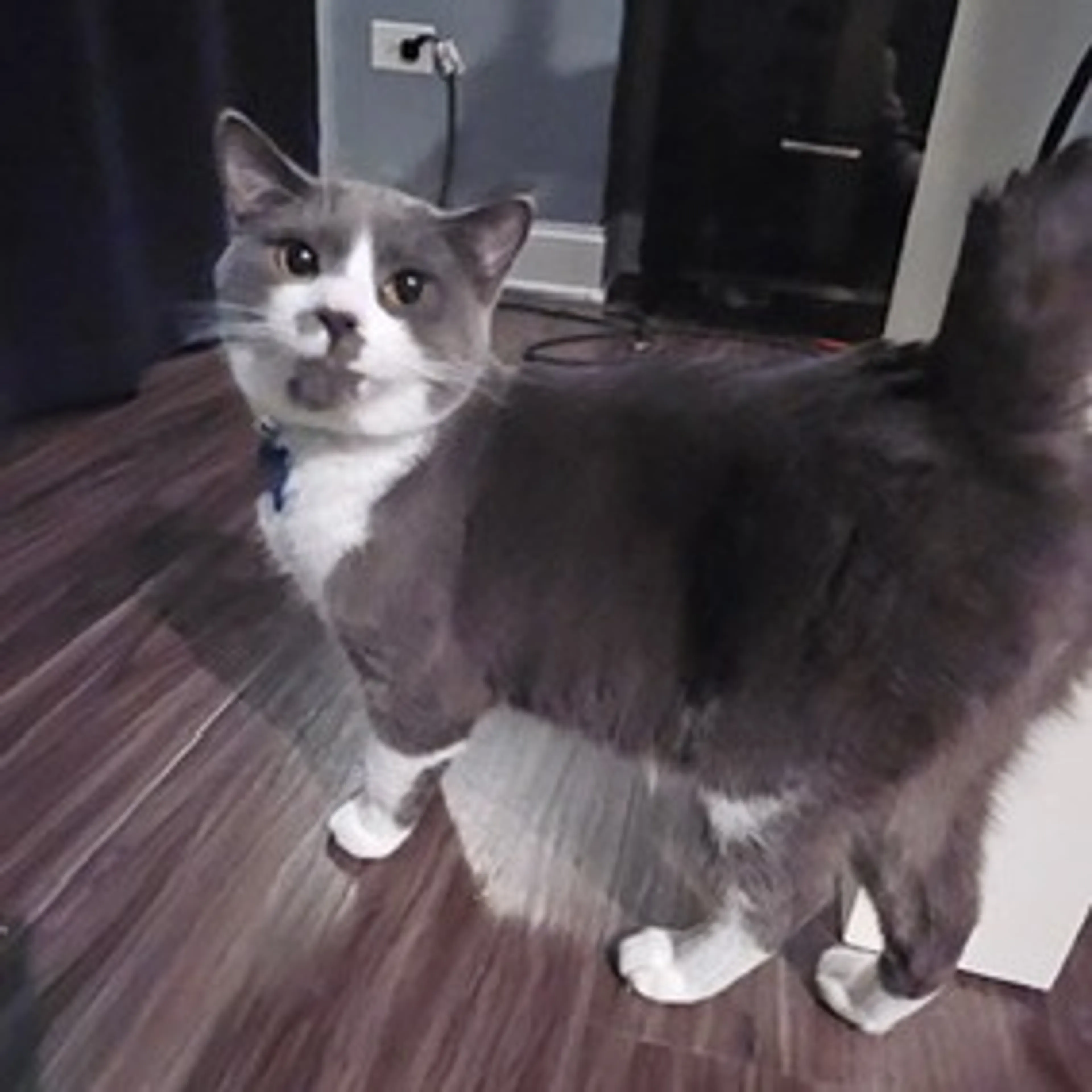 Found pet