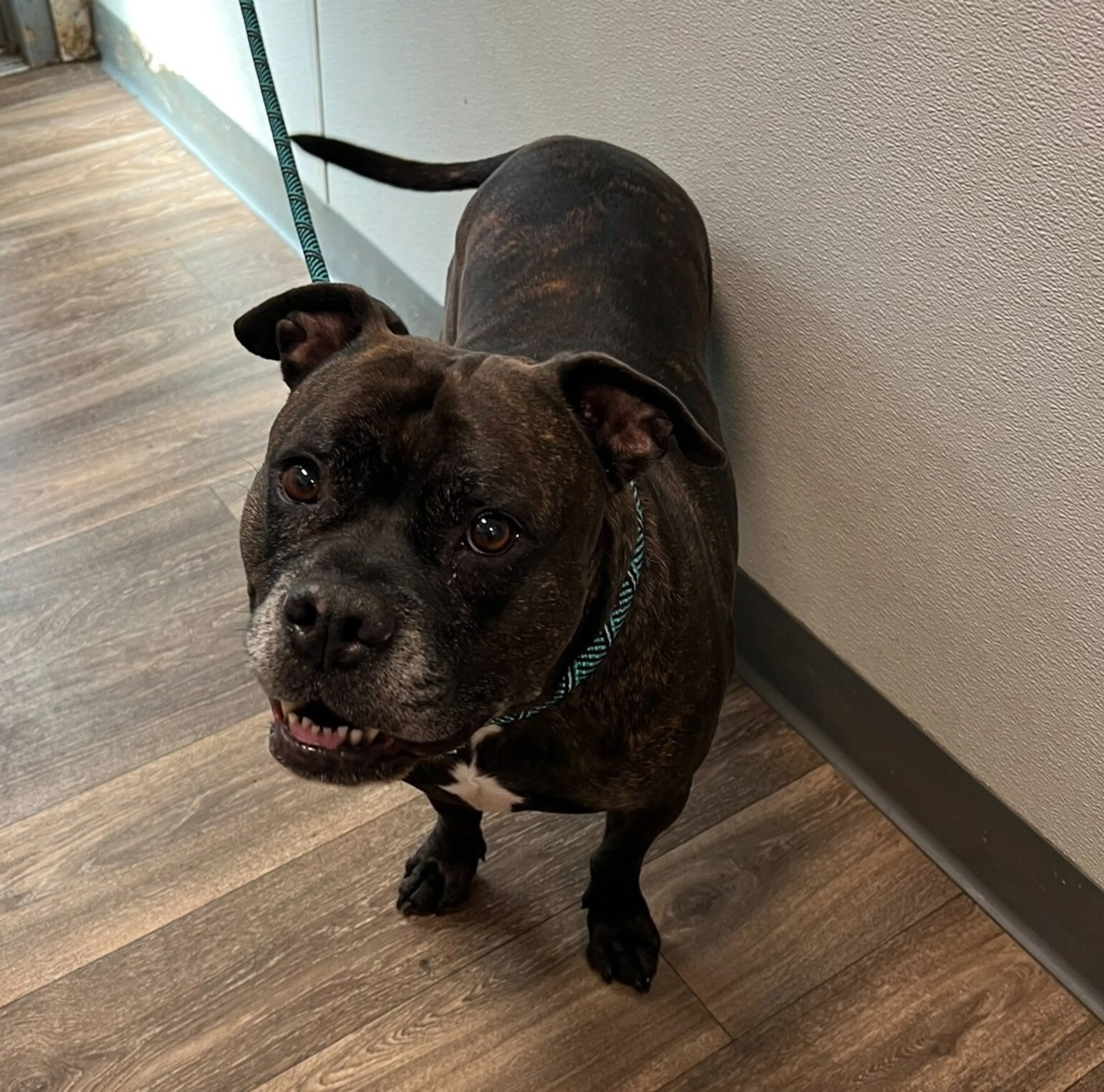 Found pet-2