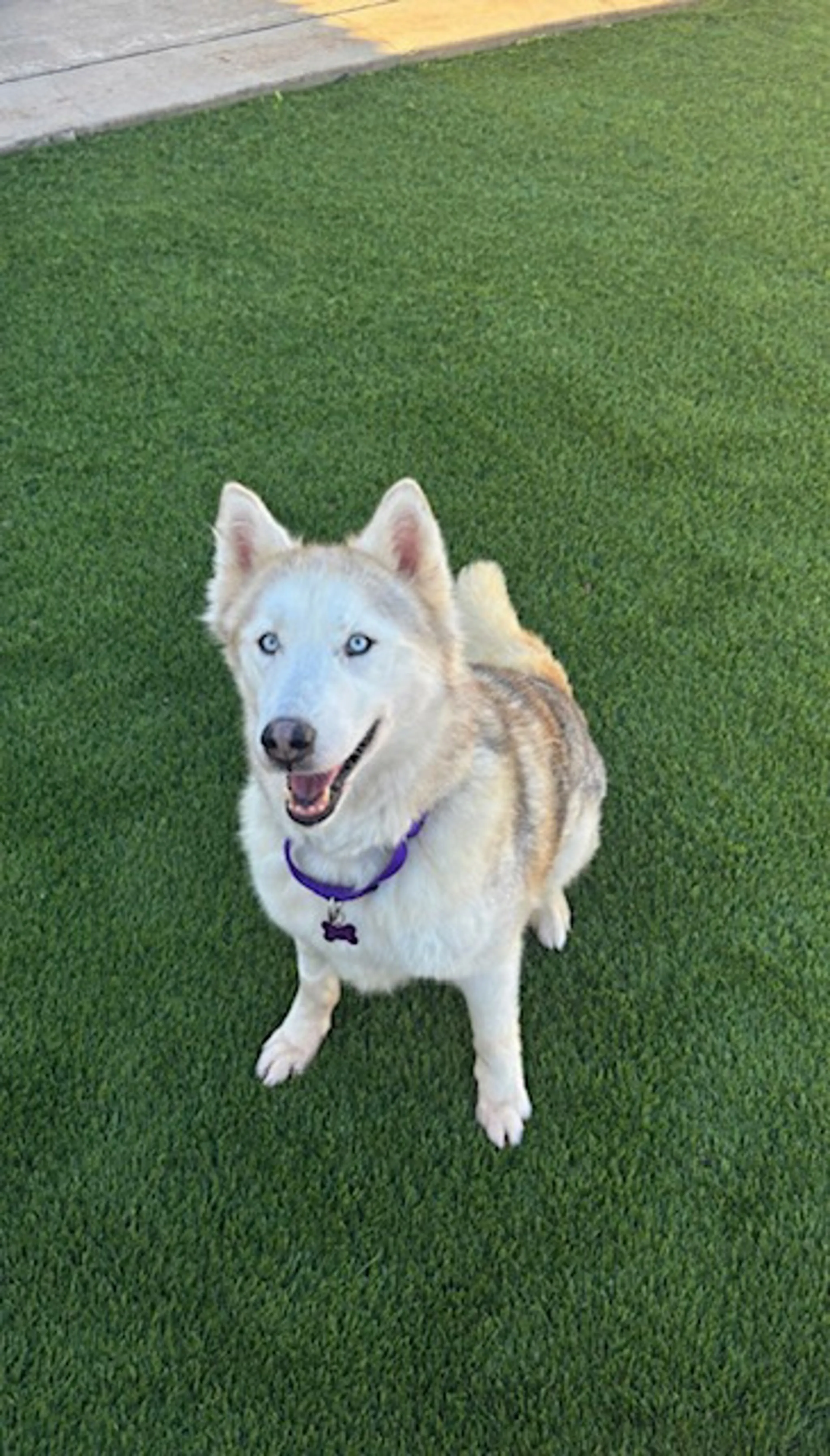 Found pet-1