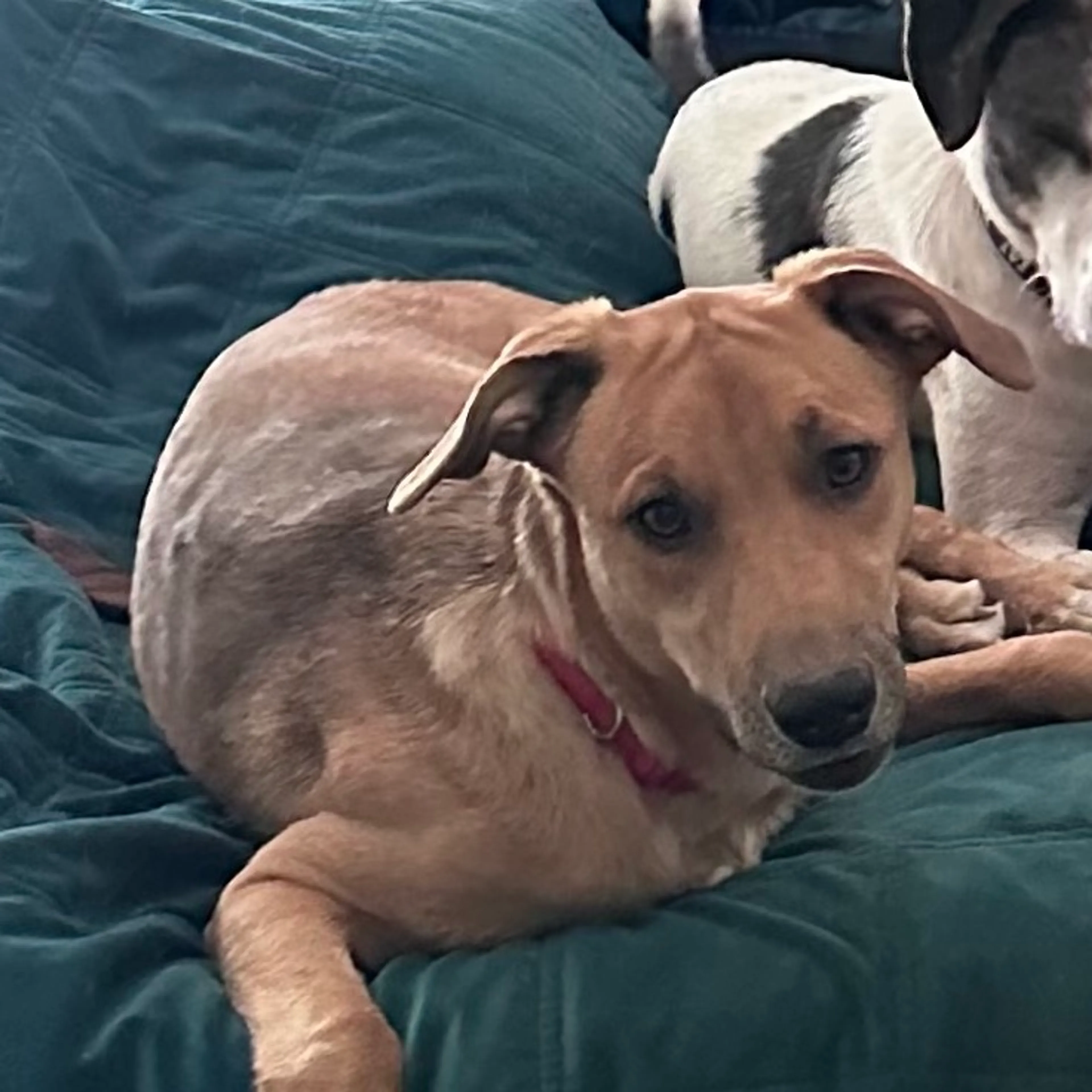 Found pet-1