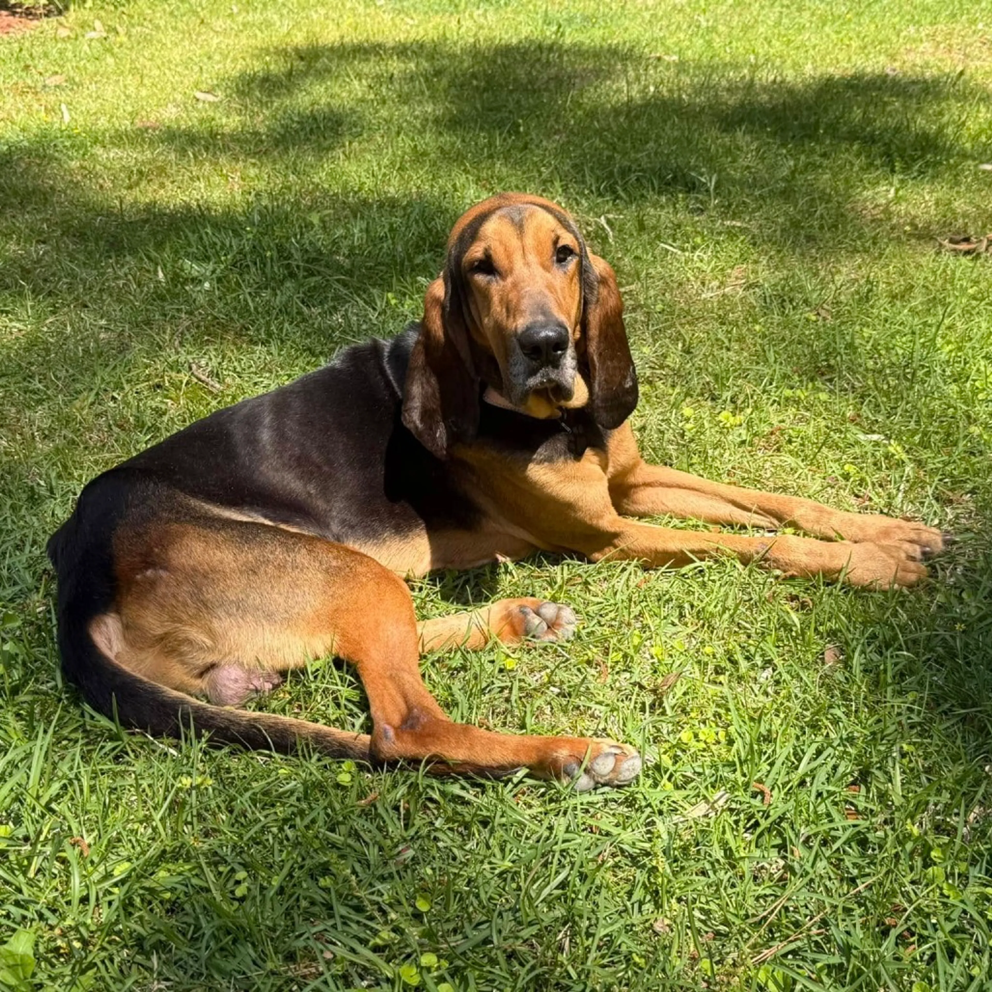 Found pet-19