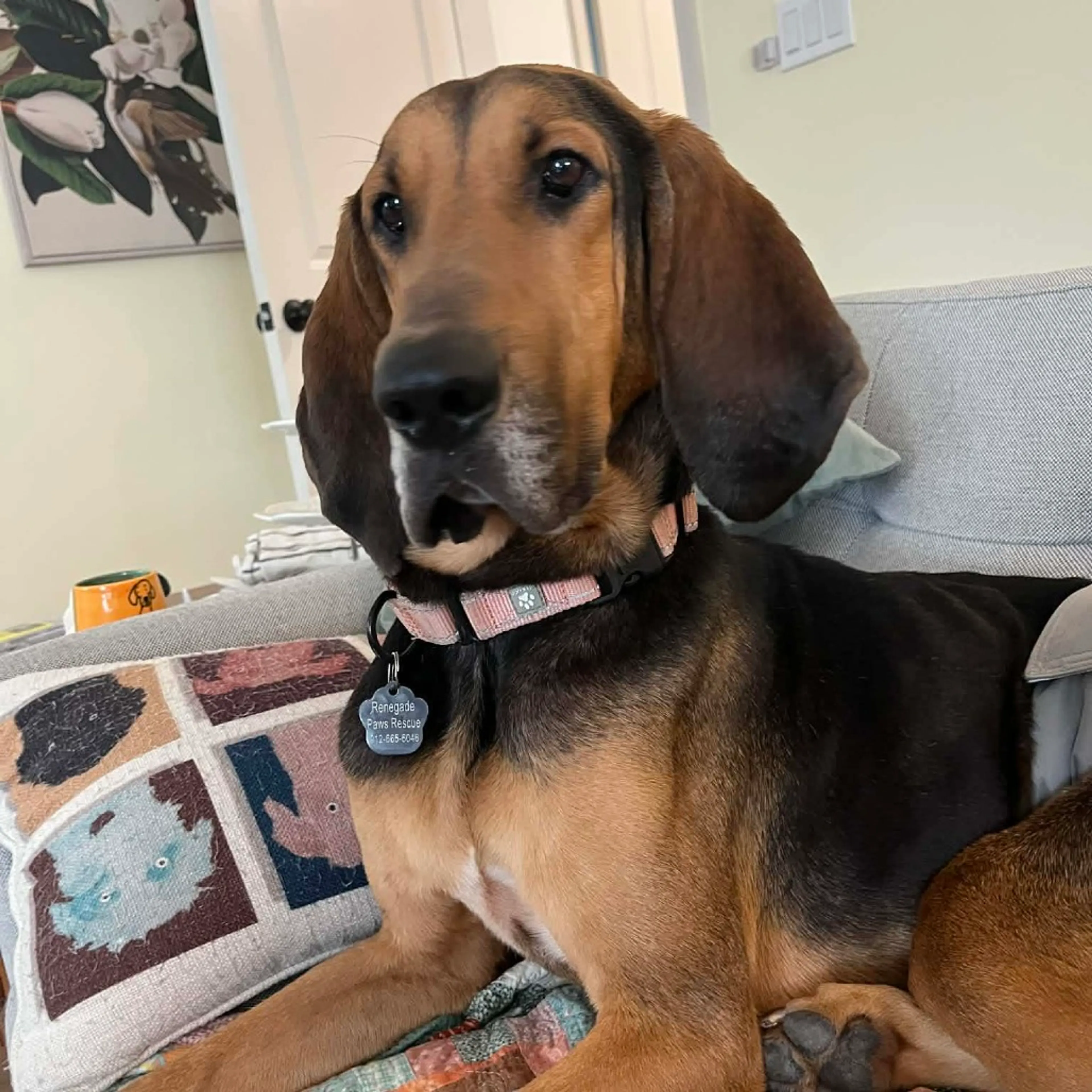 Found pet-14