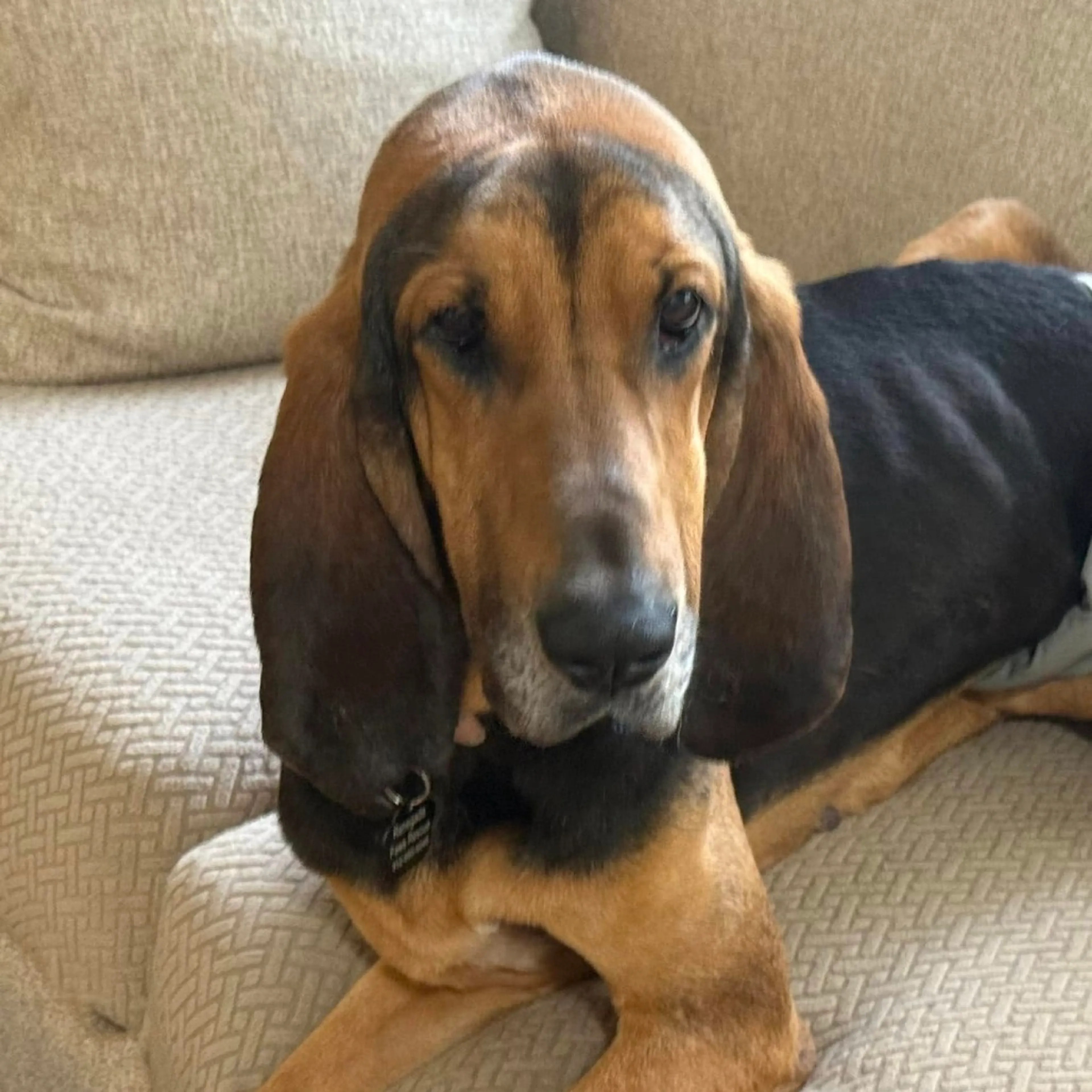Found pet-18