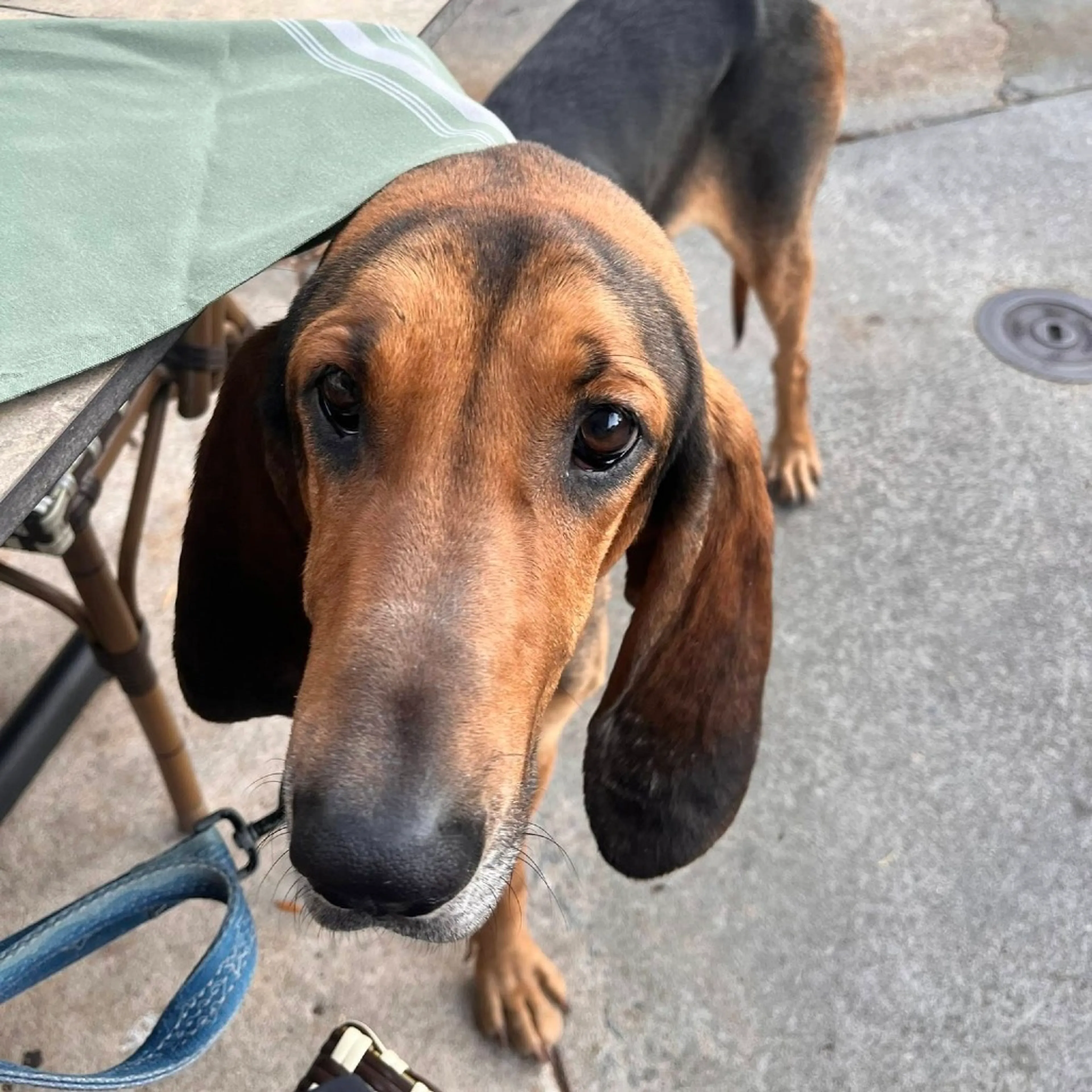 Found pet-13