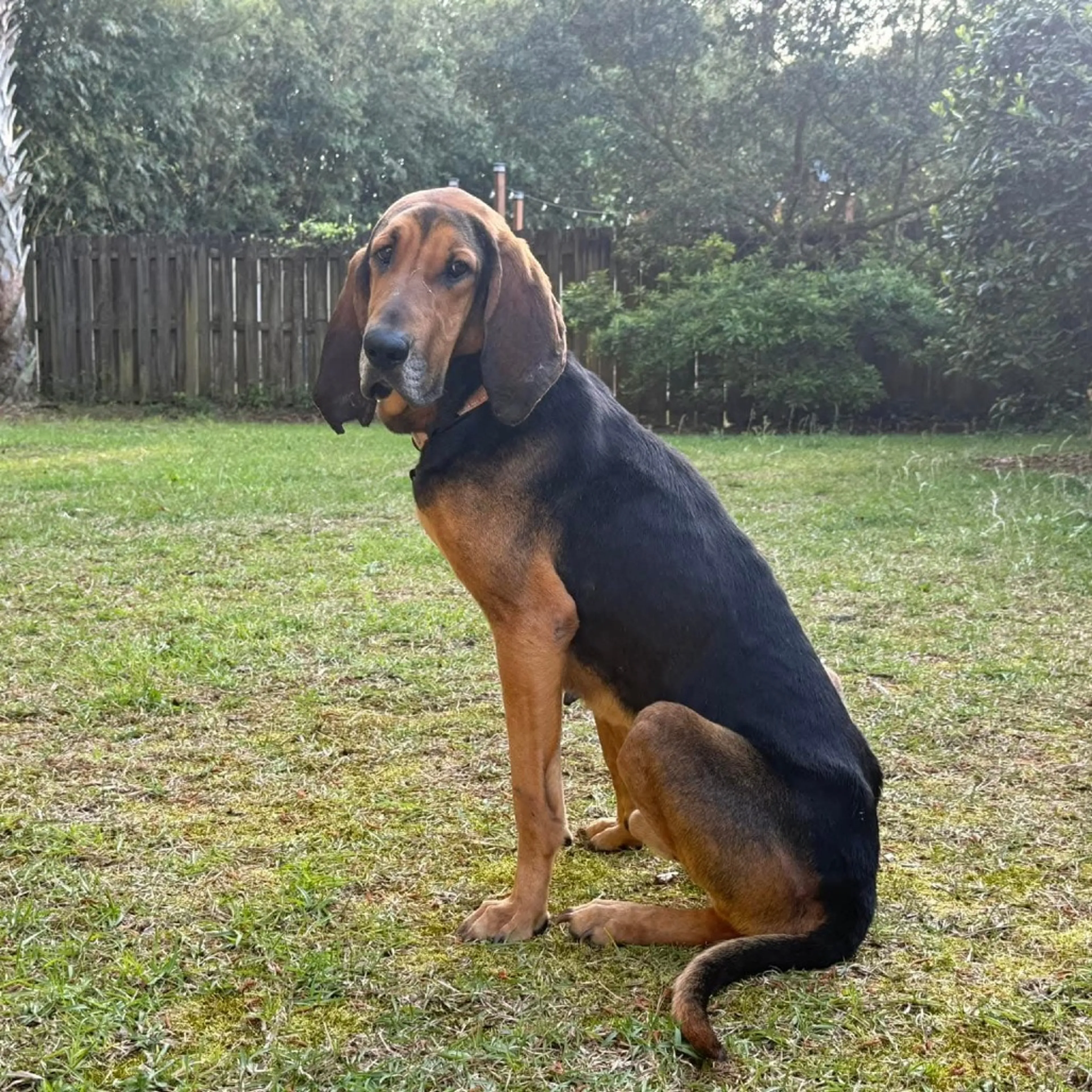 Found pet-8