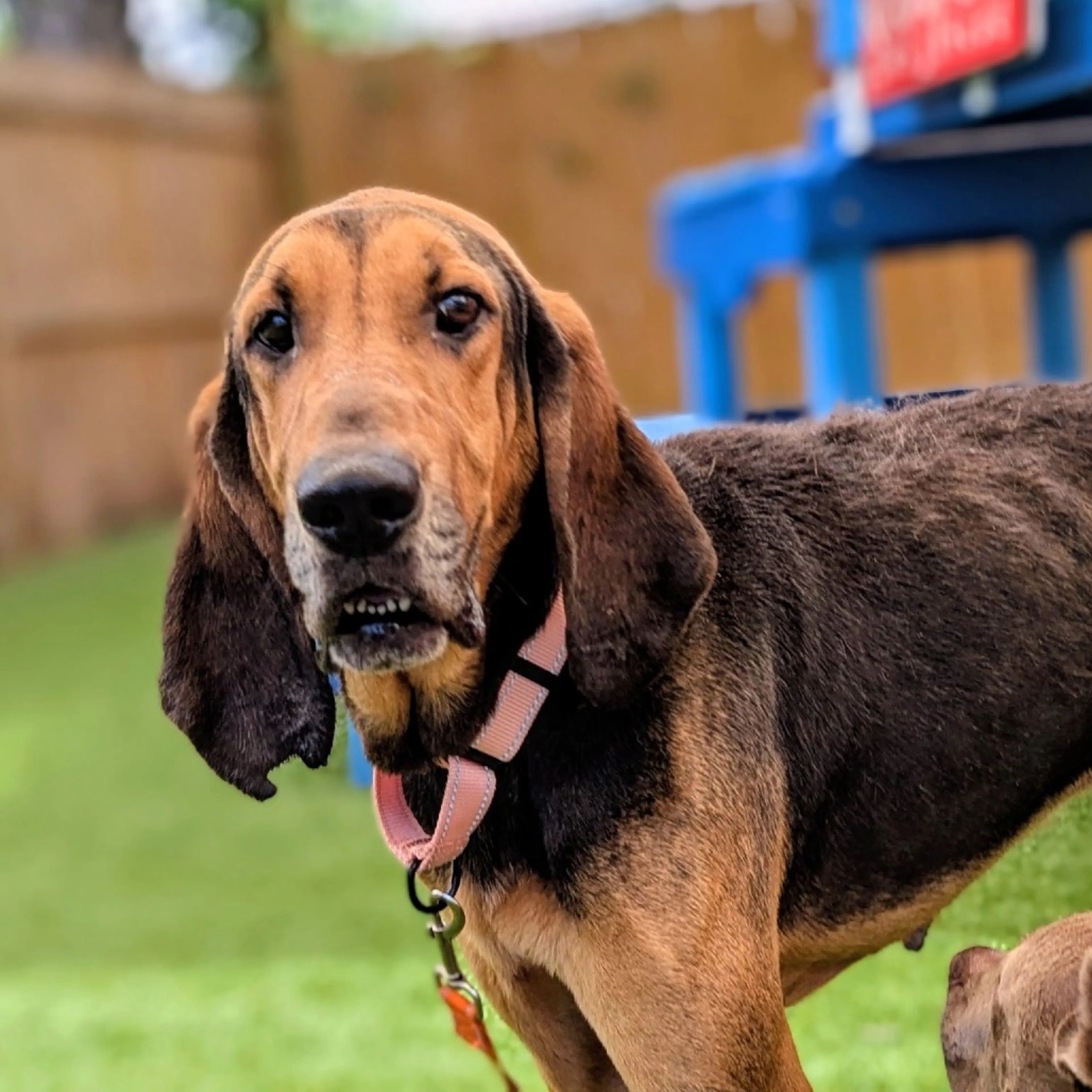 Found pet-5