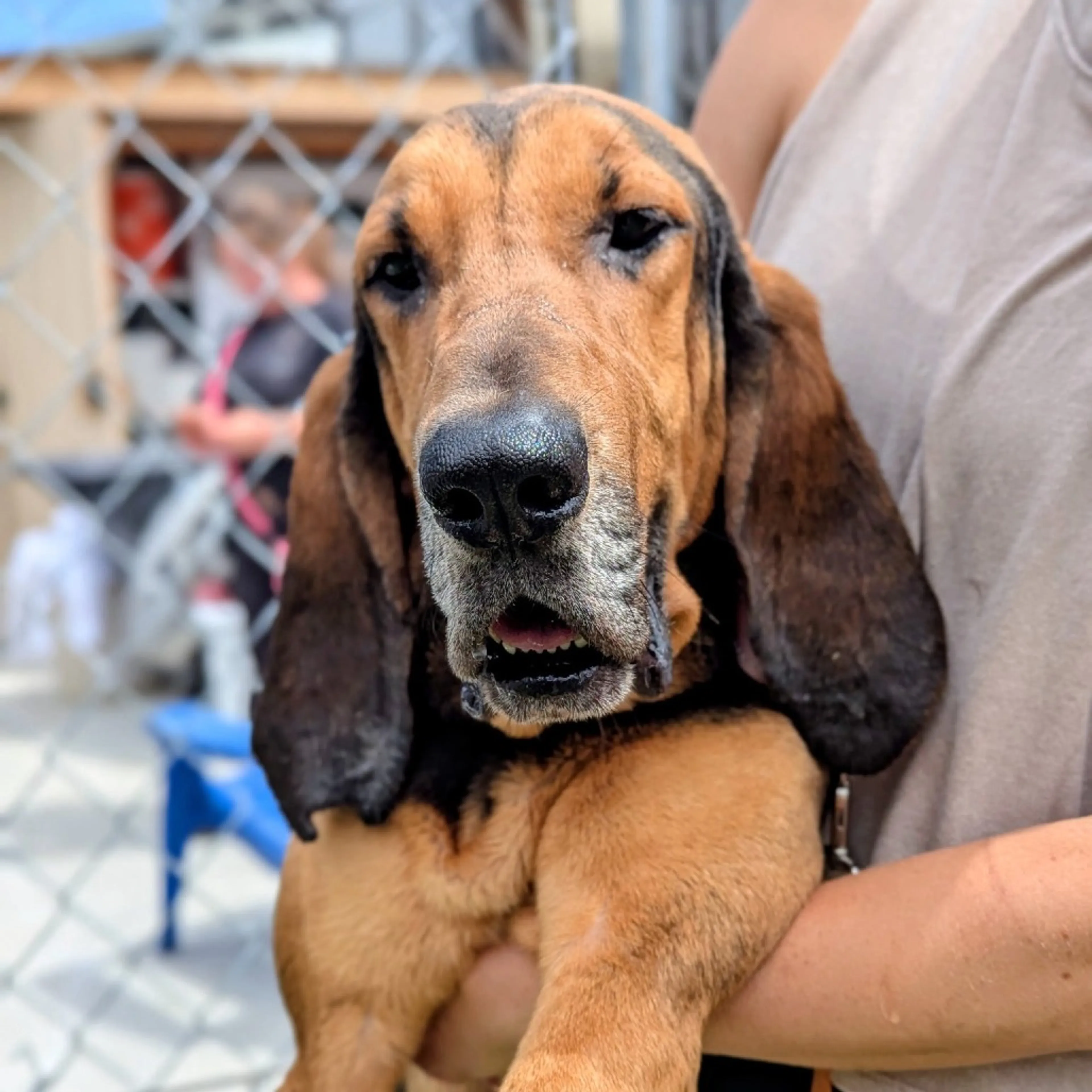 Found pet-1