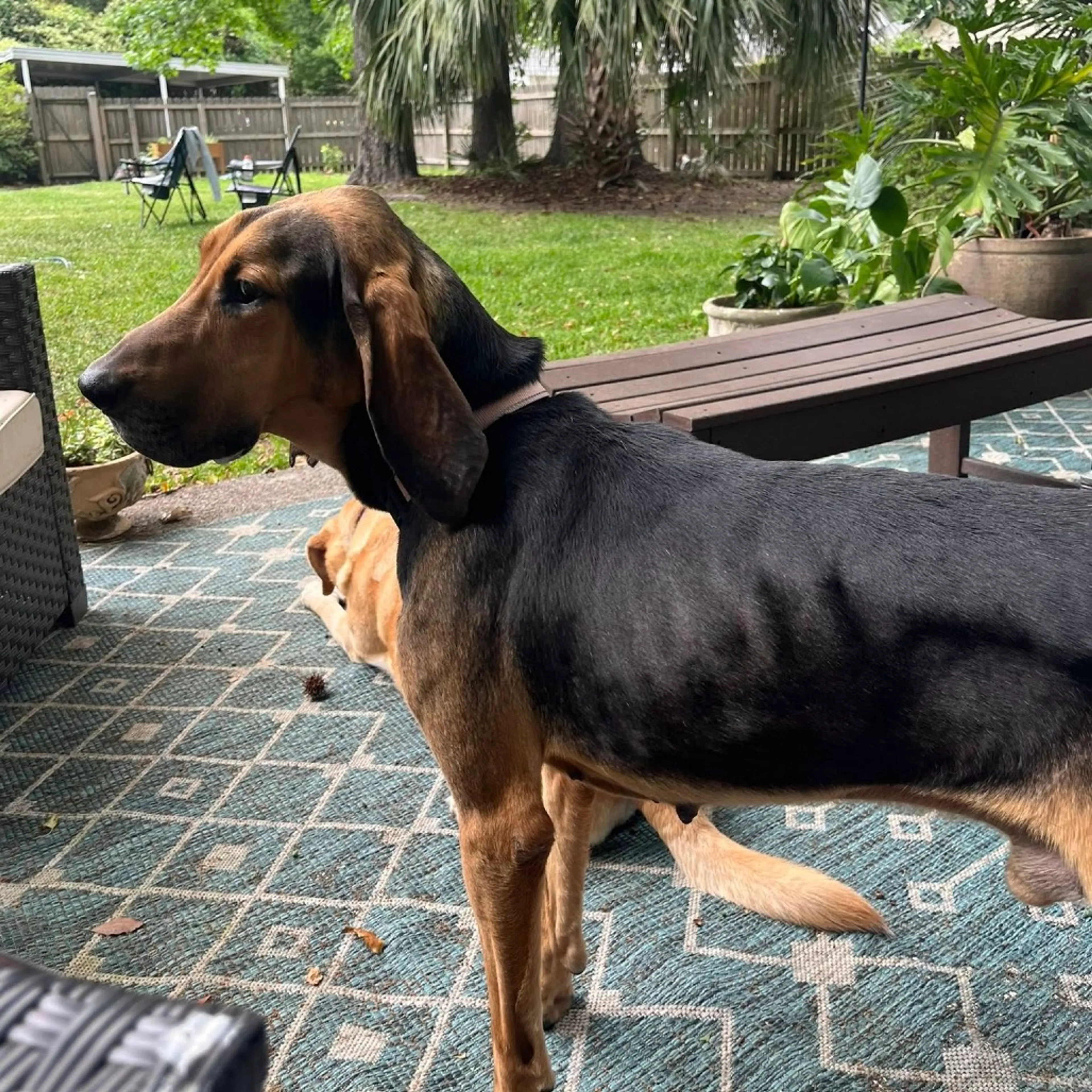 Found pet-9