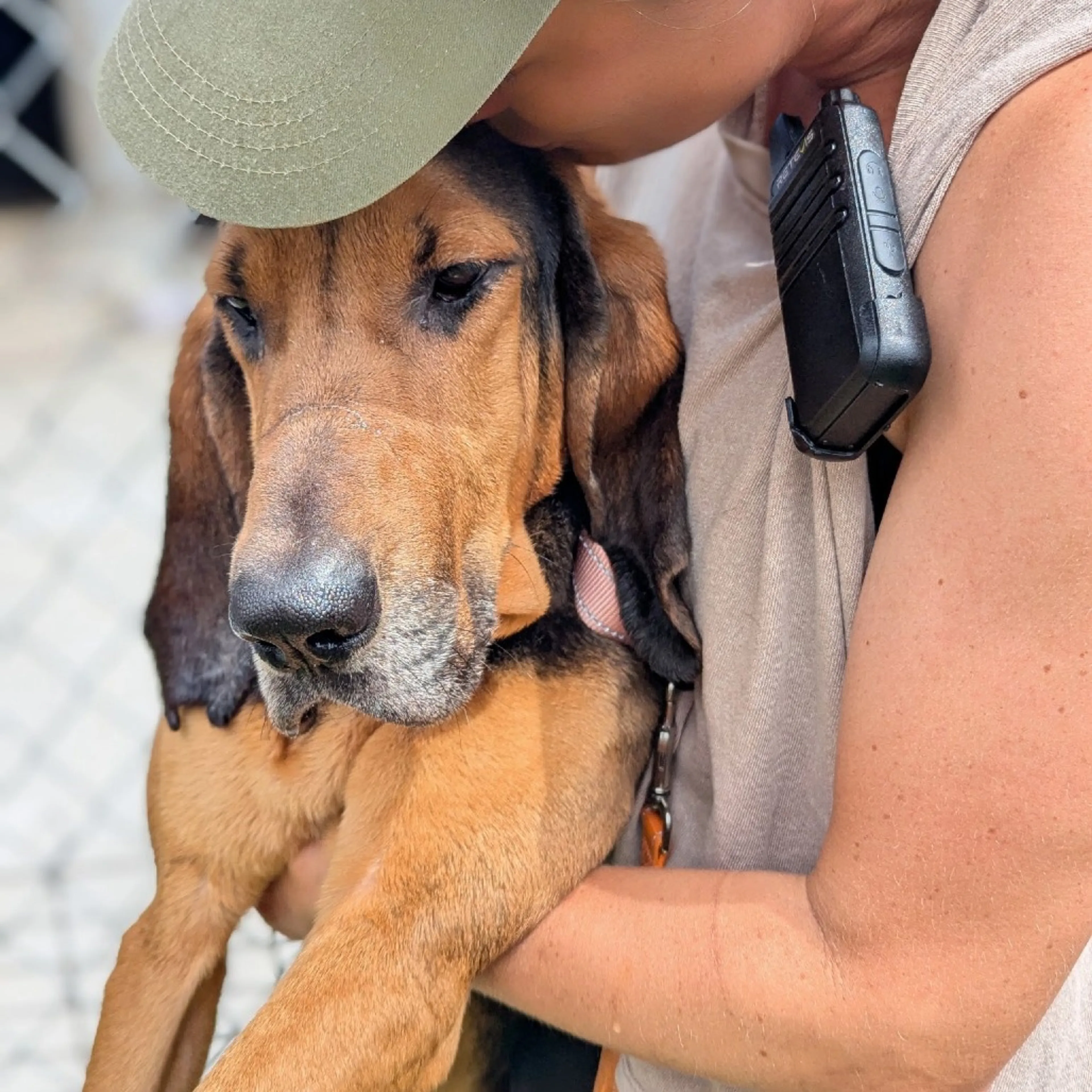 Found pet-2