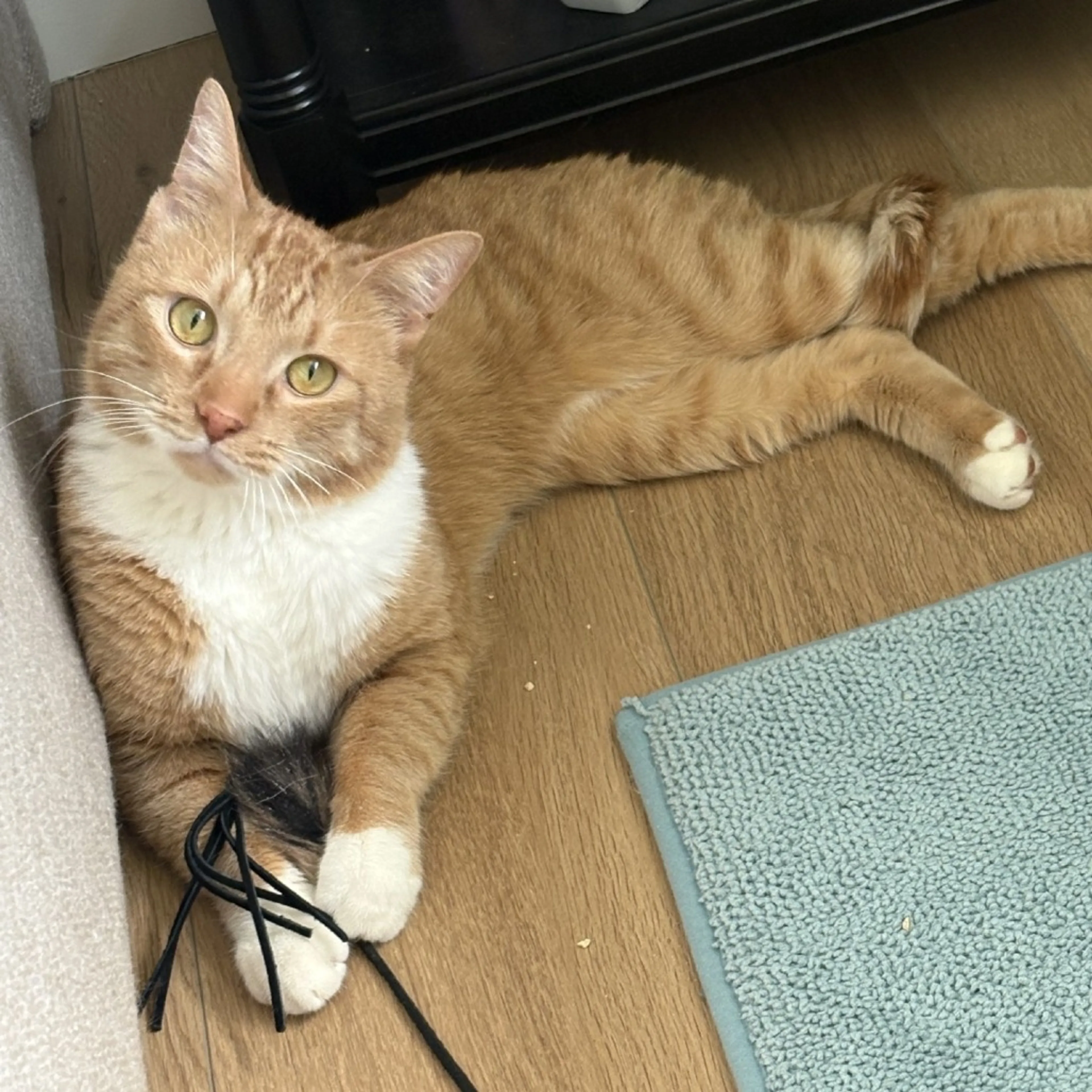 Found pet-0