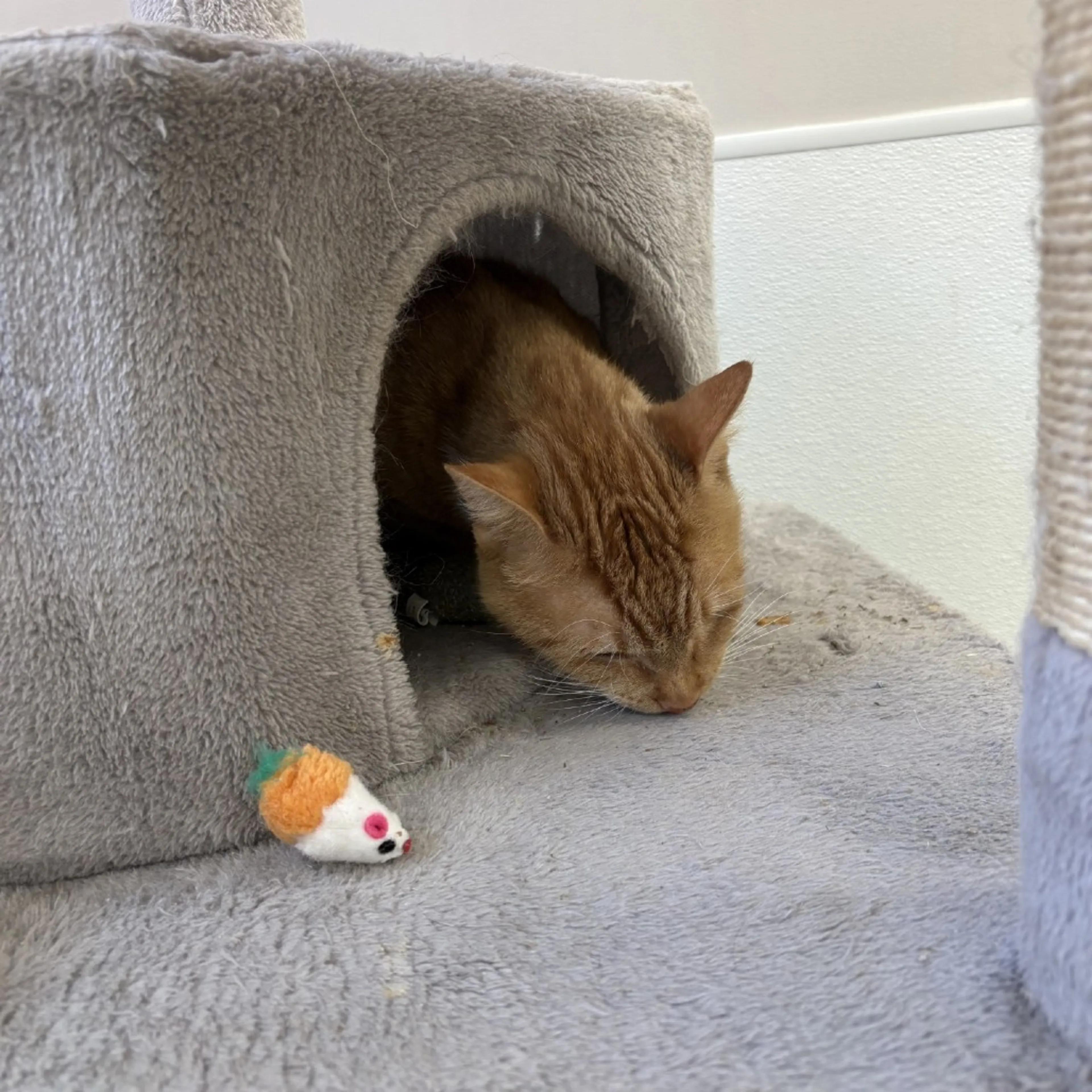Found pet-3