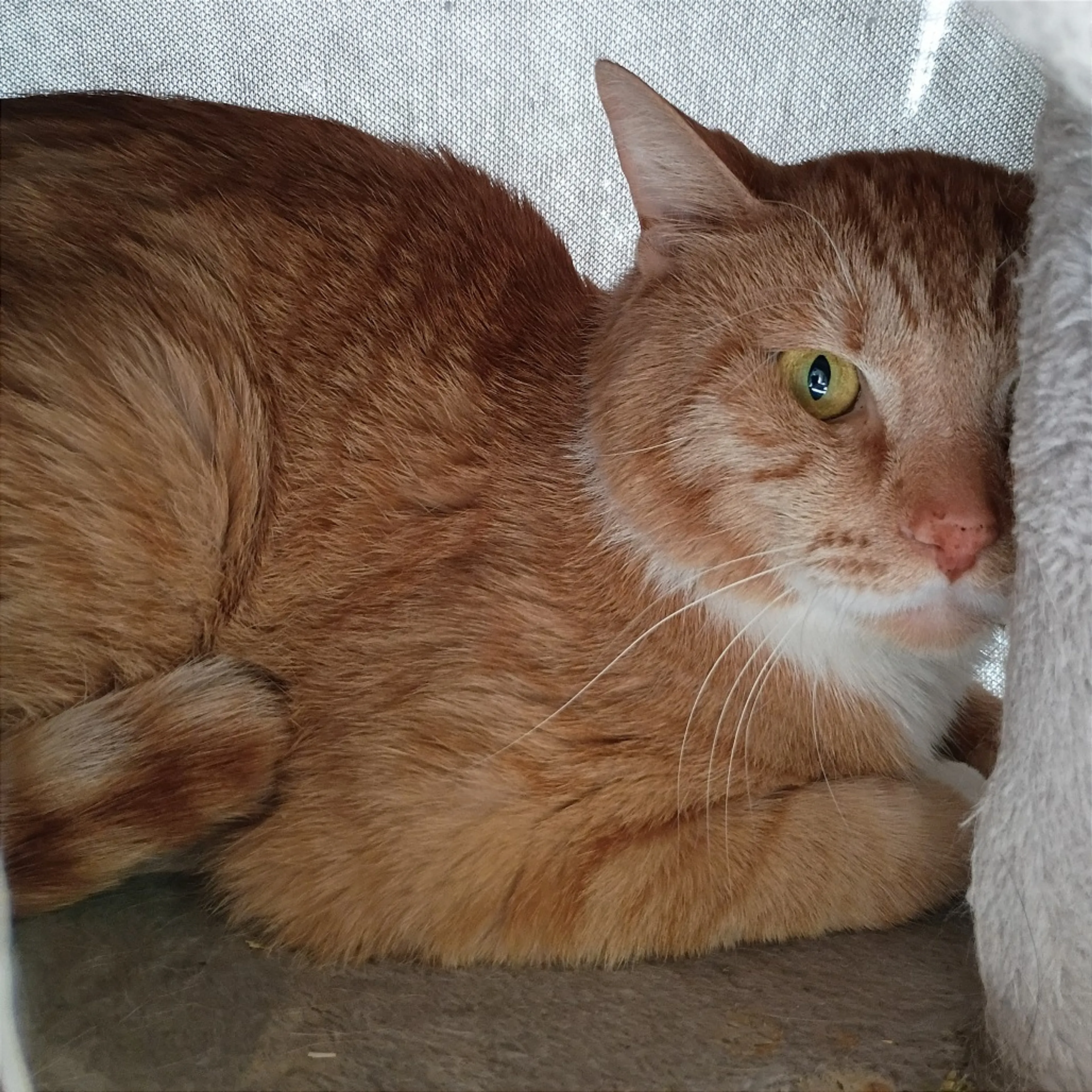 Found pet-2