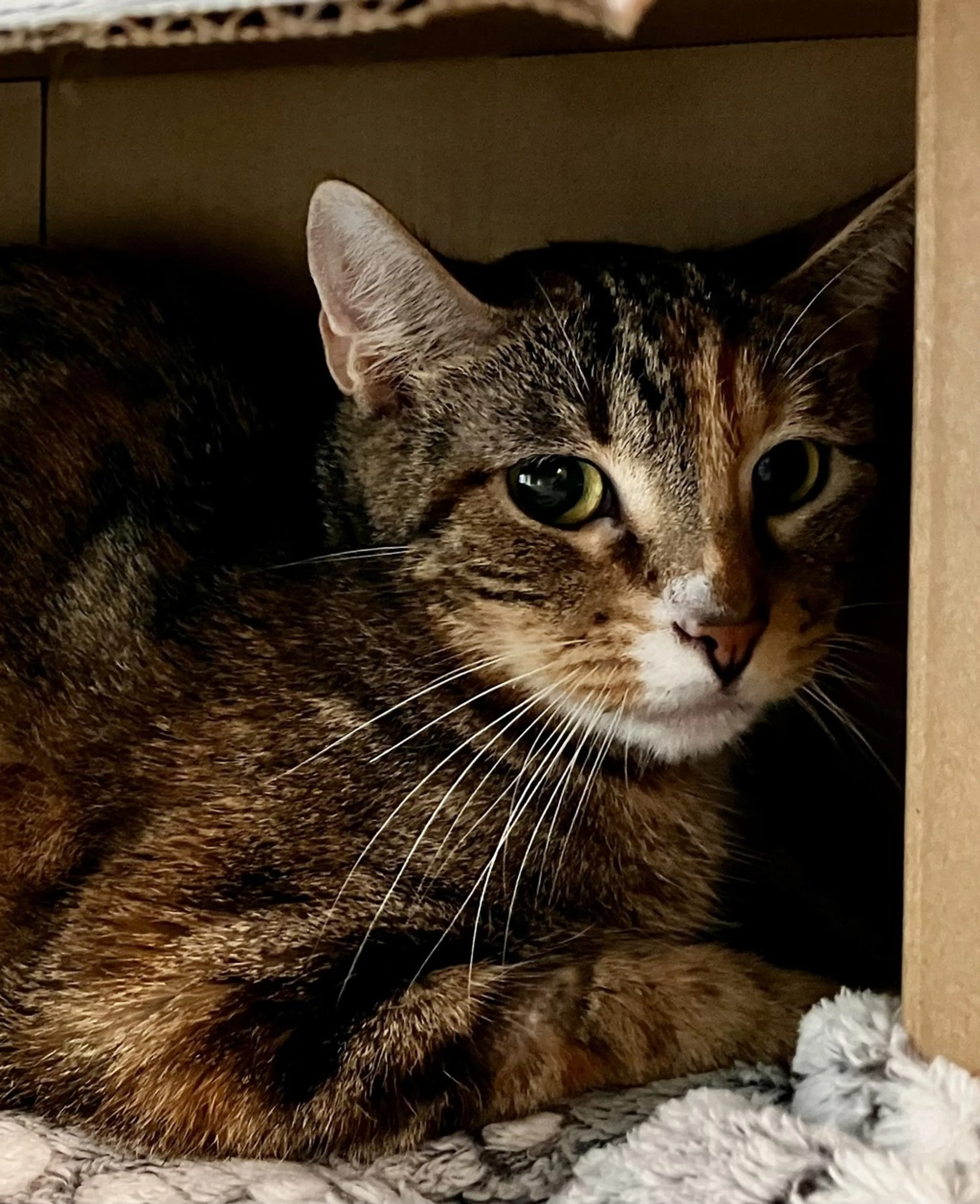 Found pet