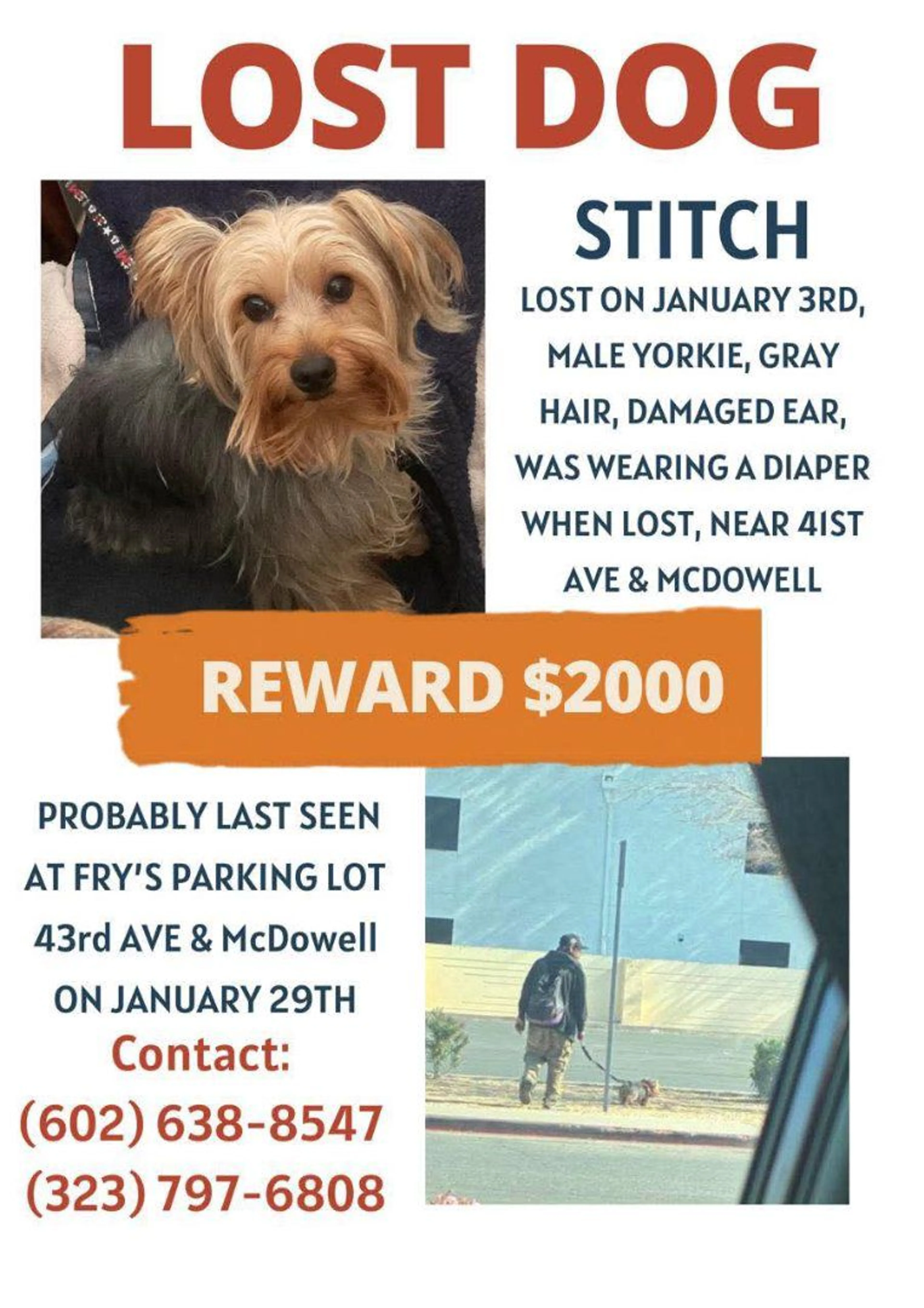Lost pet