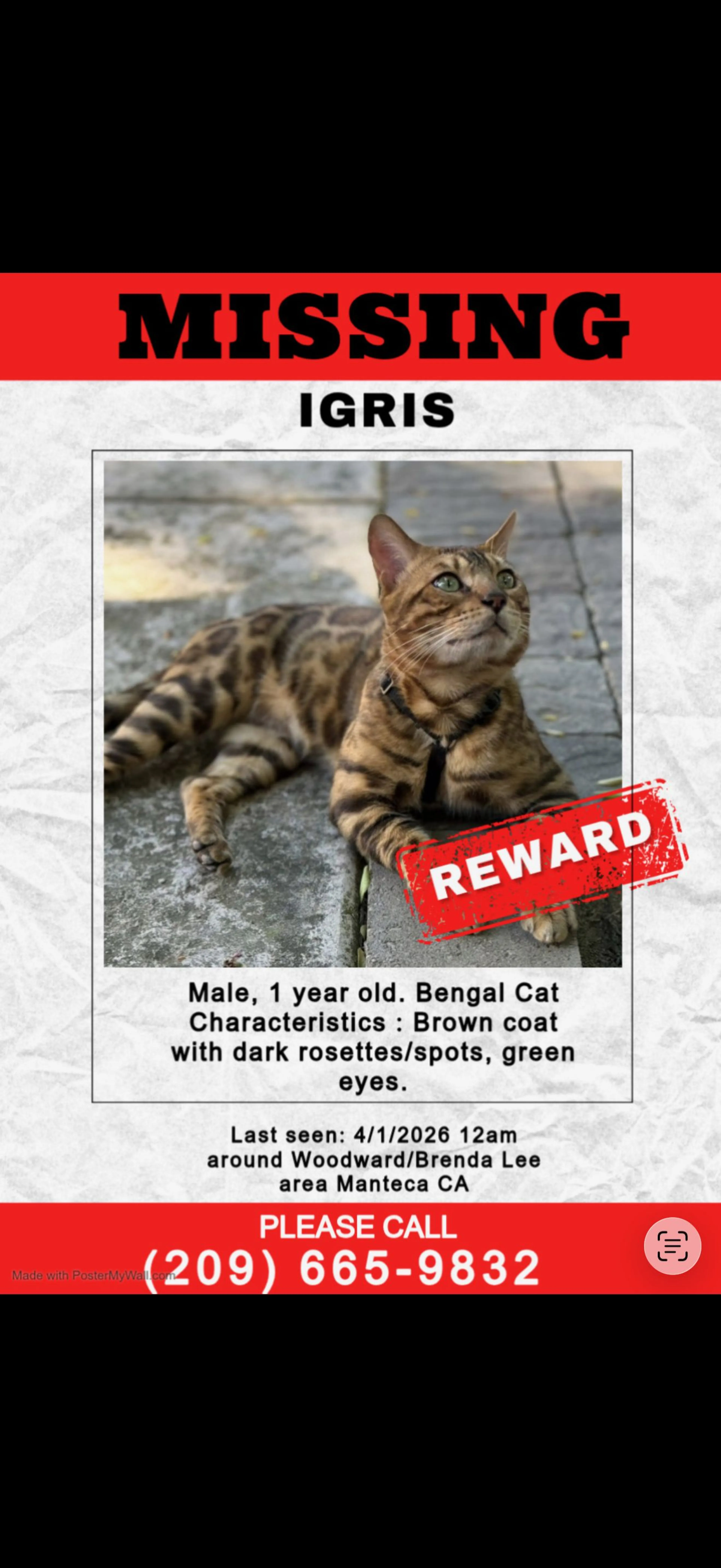 Lost pet-0