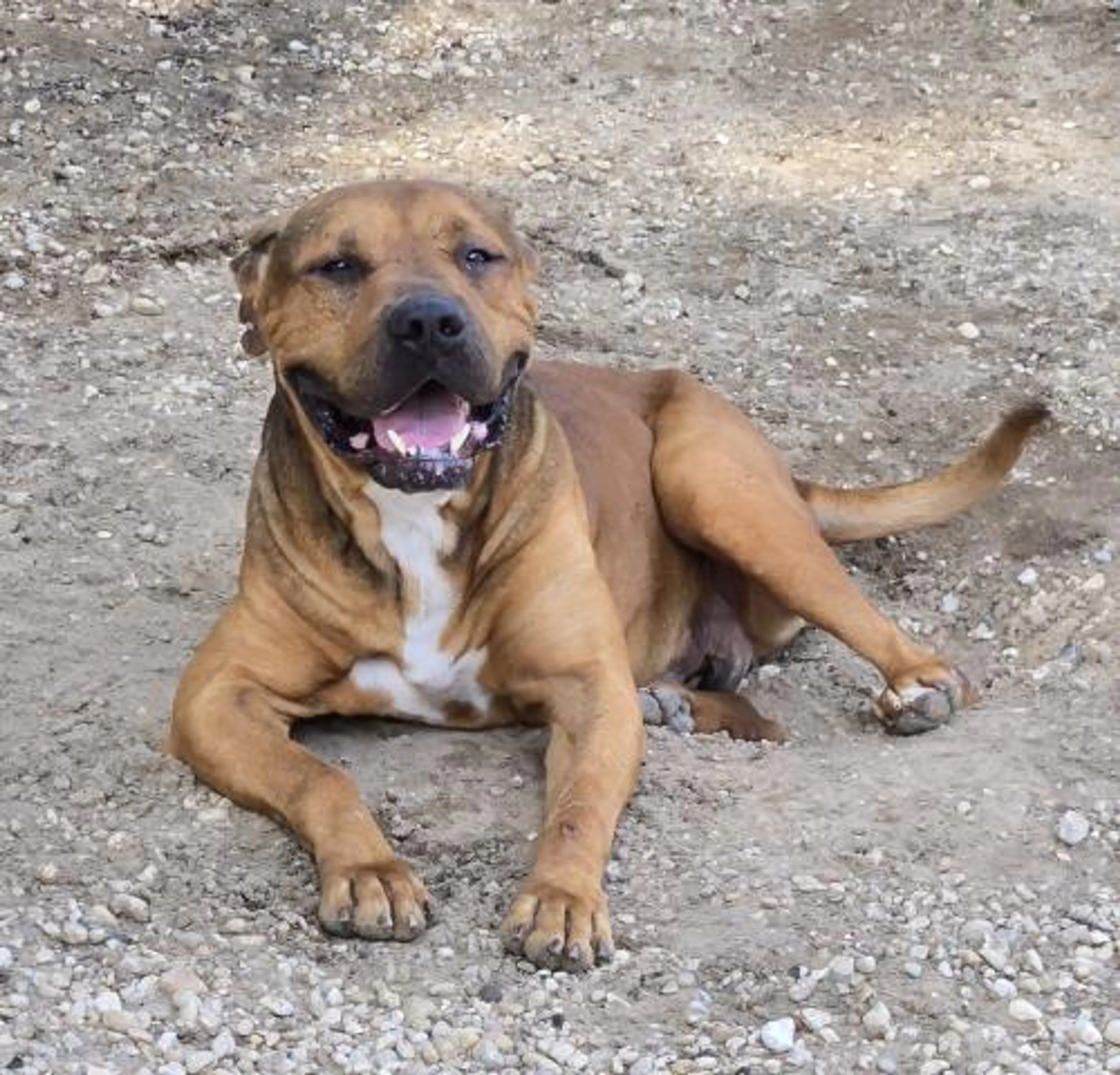 Found pet