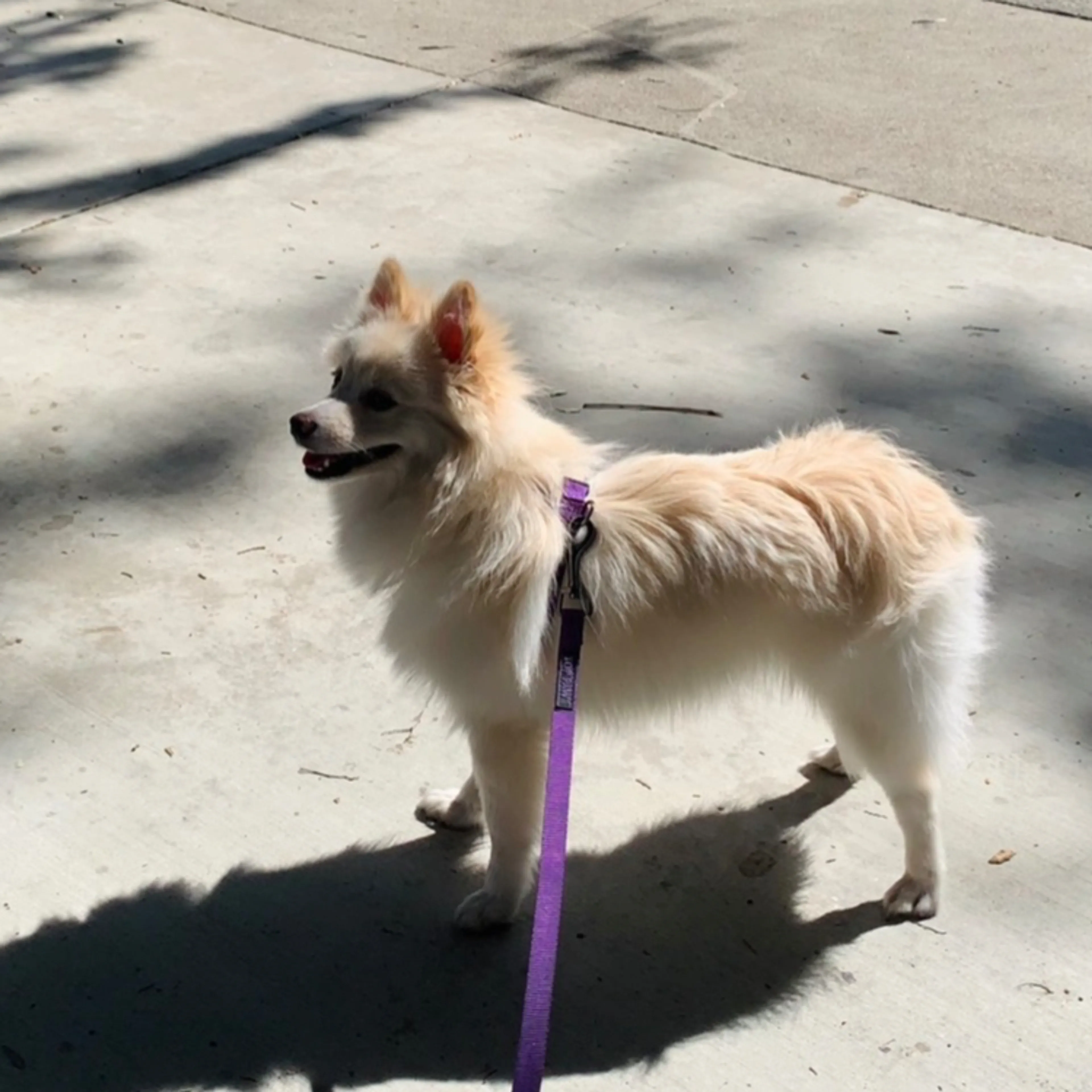 Lost pet-1