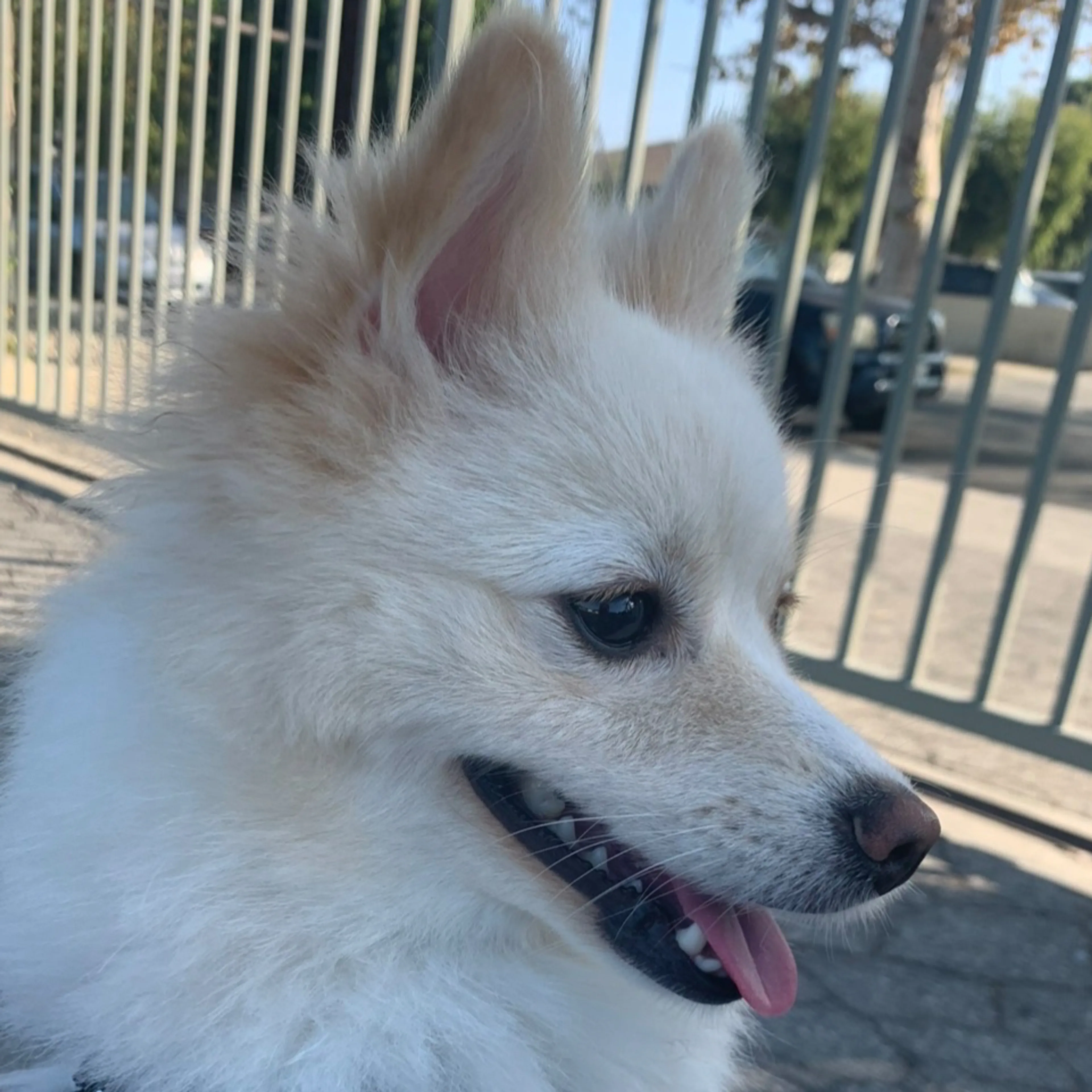 Lost pet-2