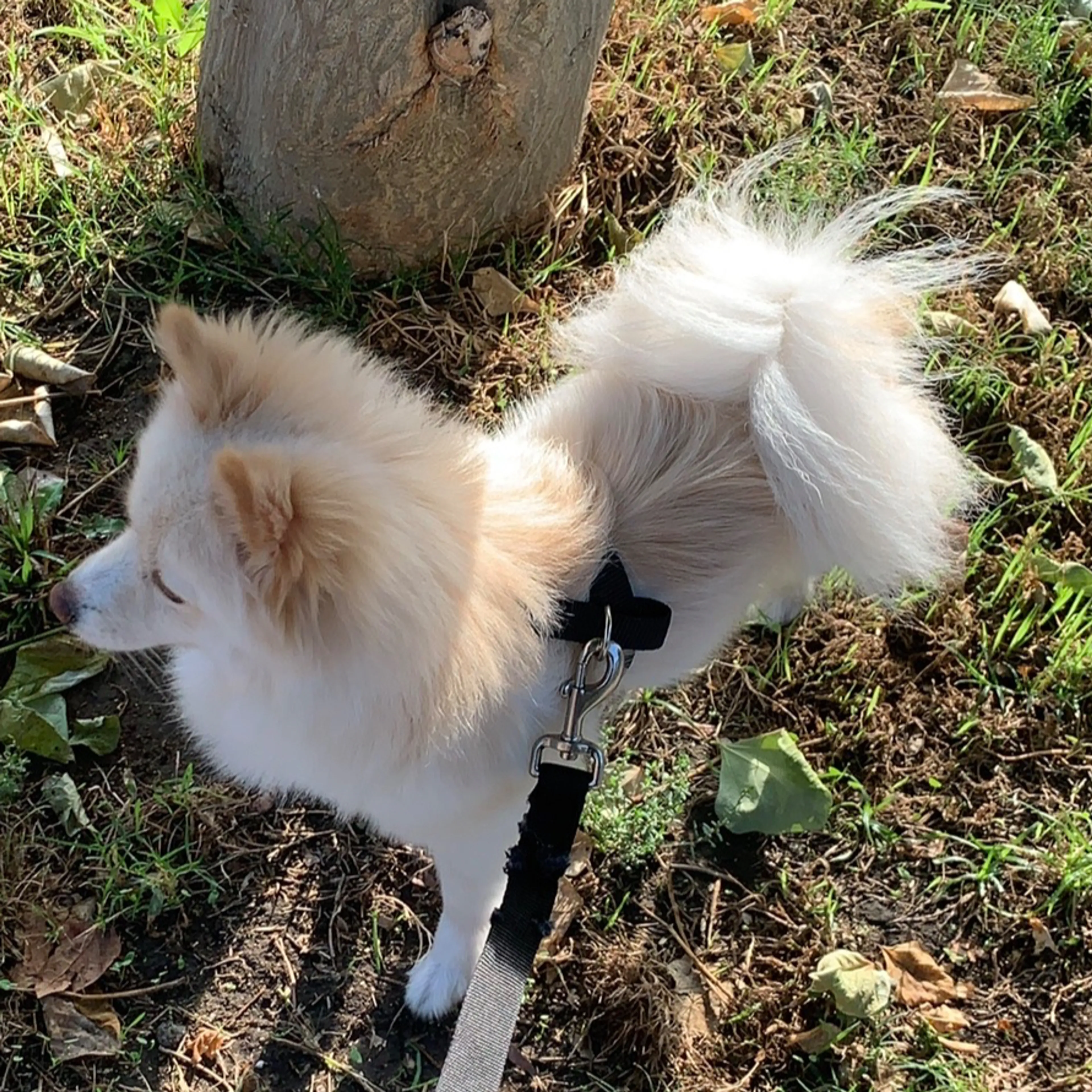 Lost pet-3