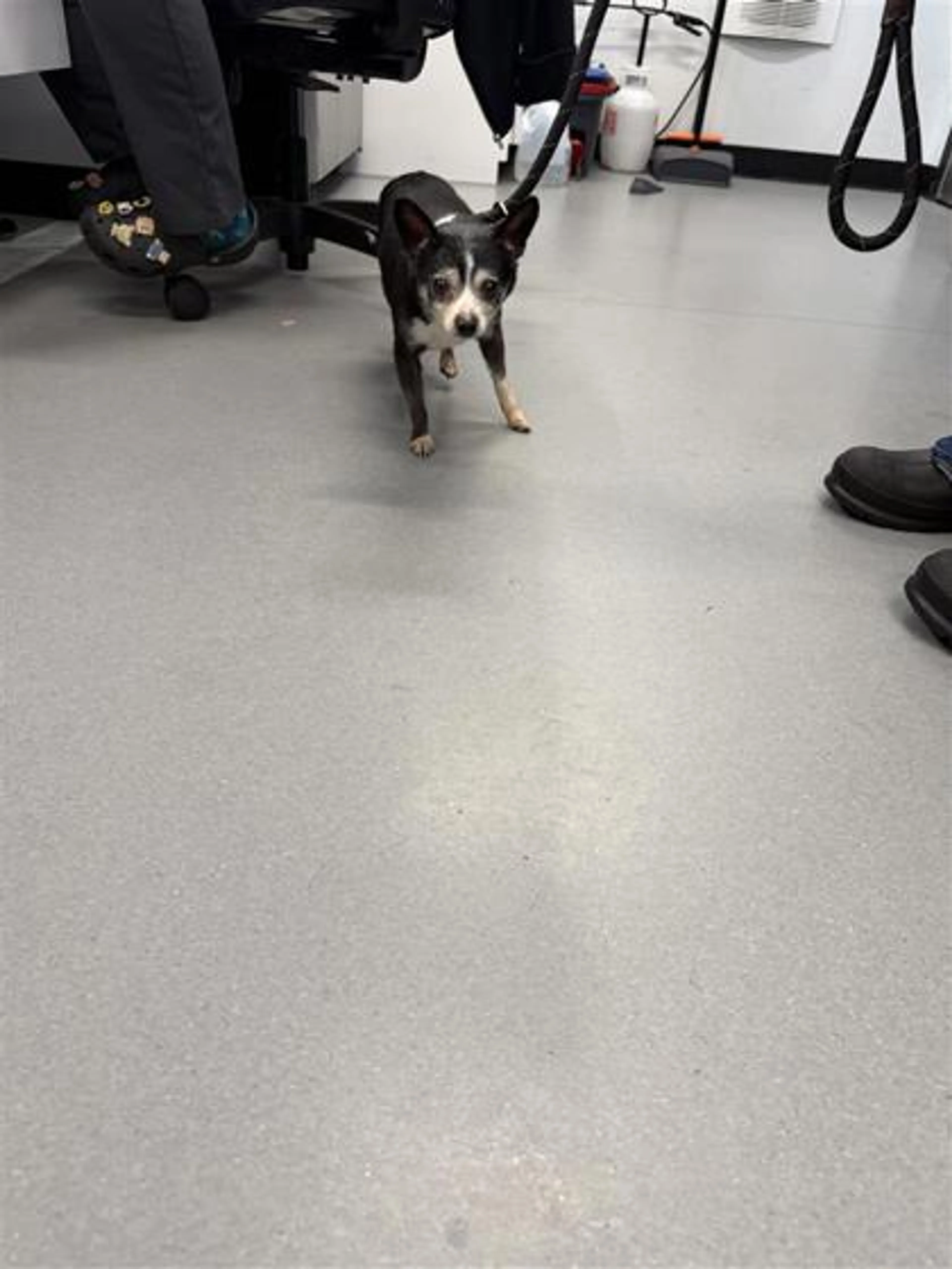 Found pet
