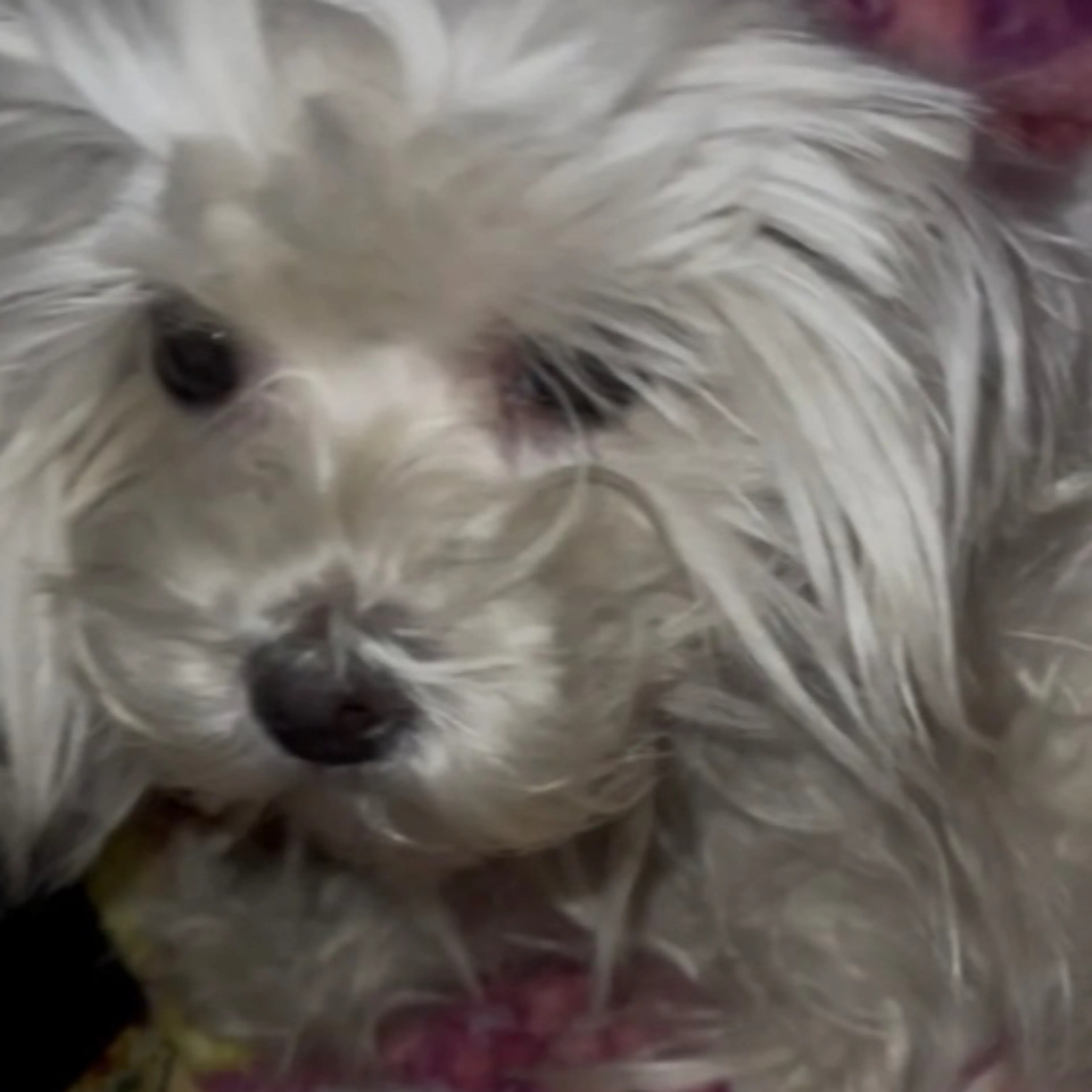Lost pet-2