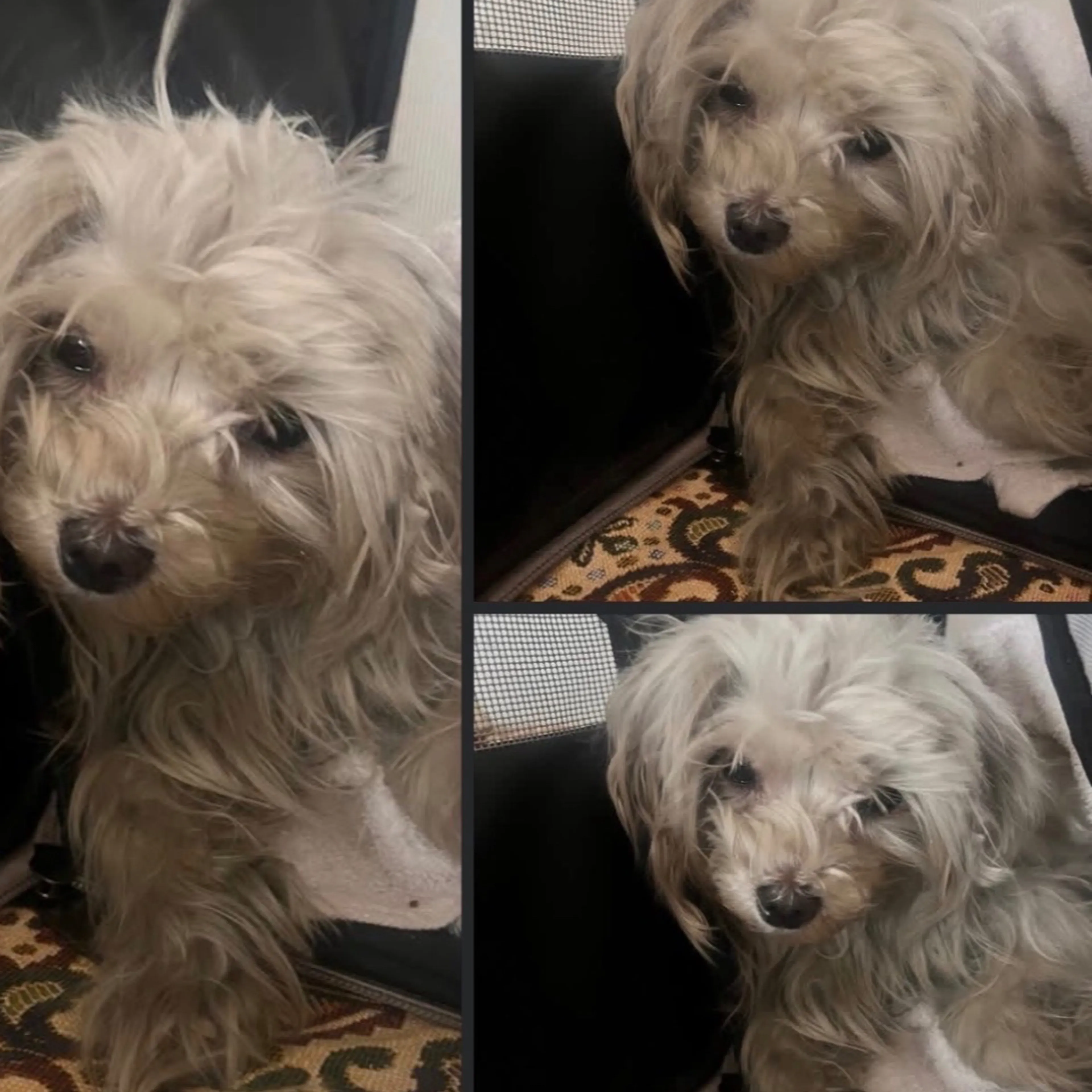 Lost pet-1
