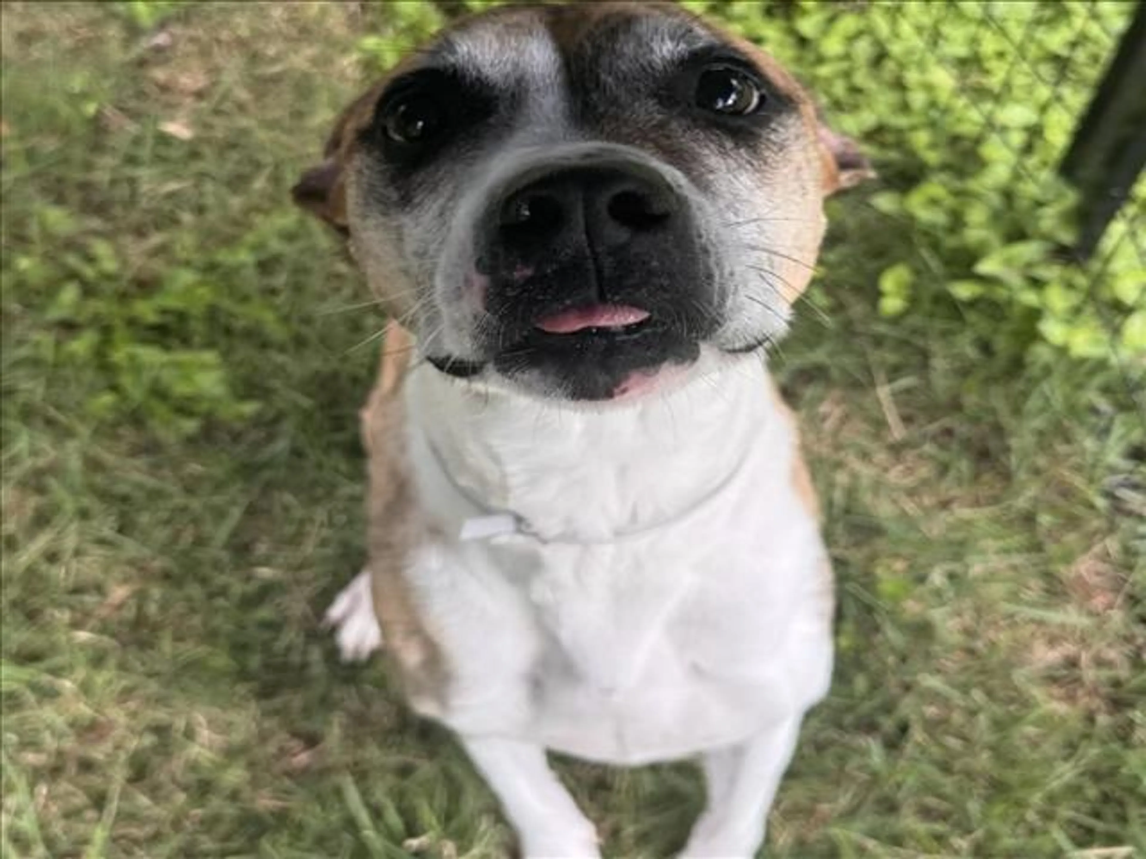 Found pet