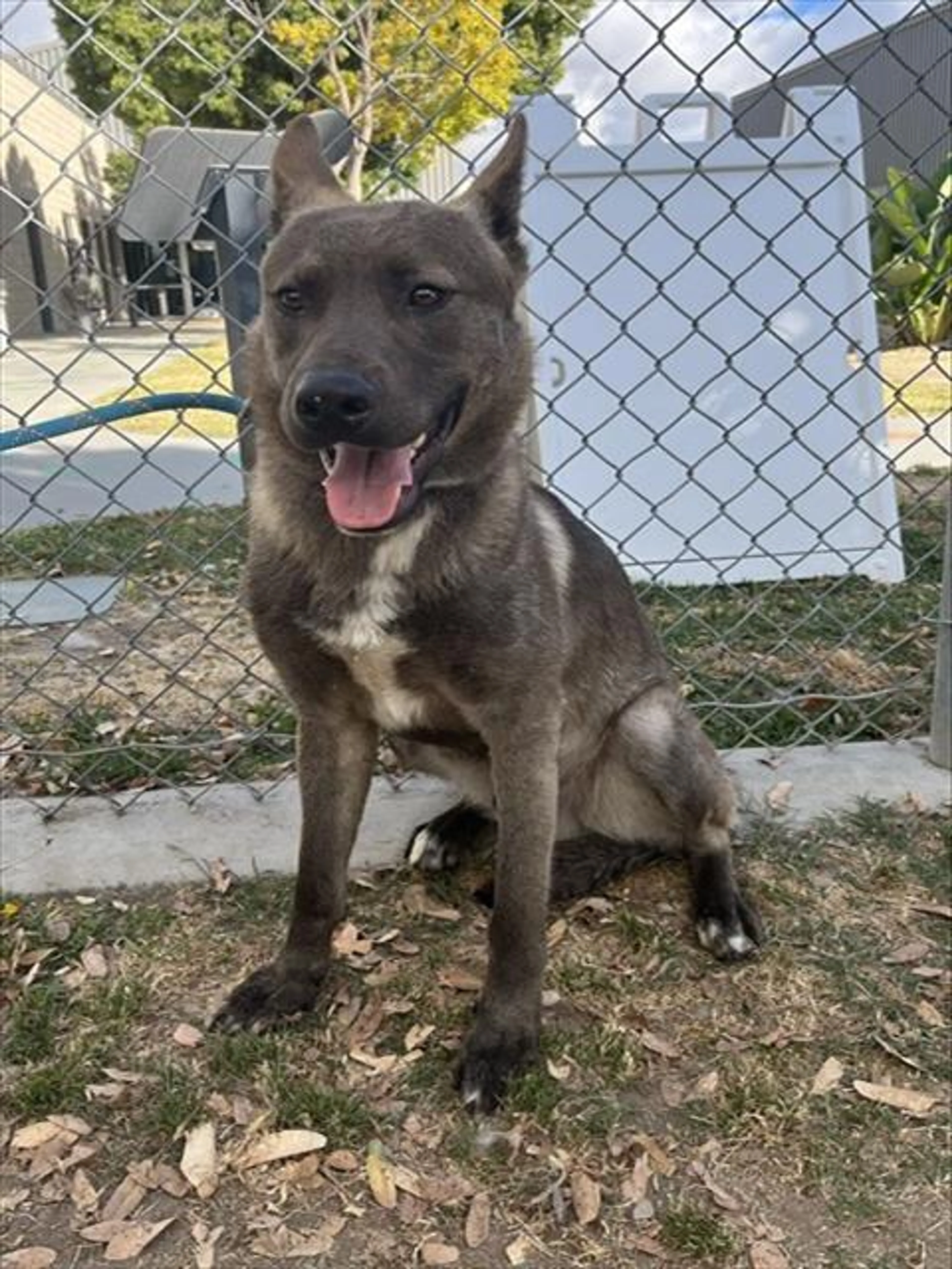 Found pet