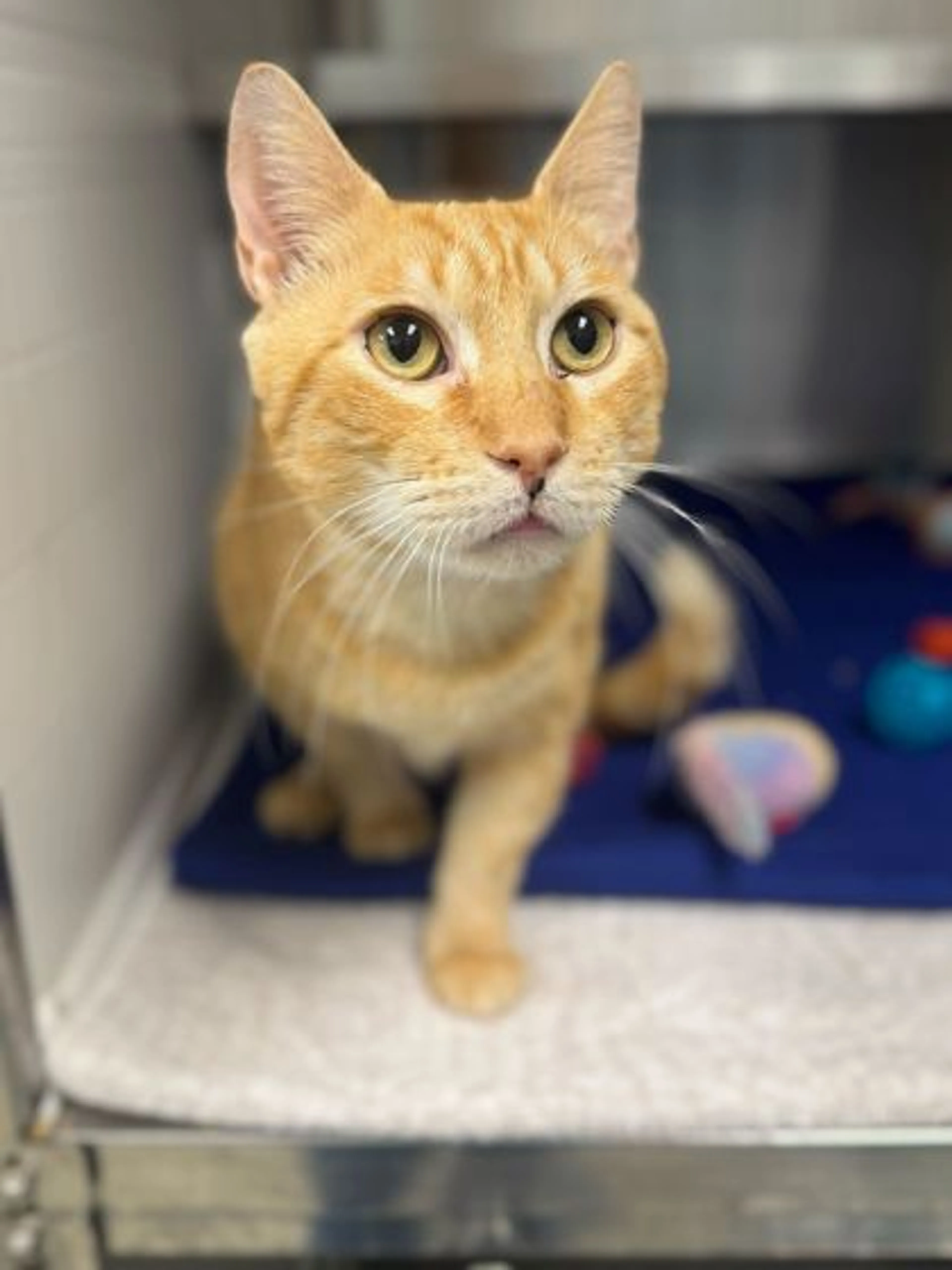 Found pet-2
