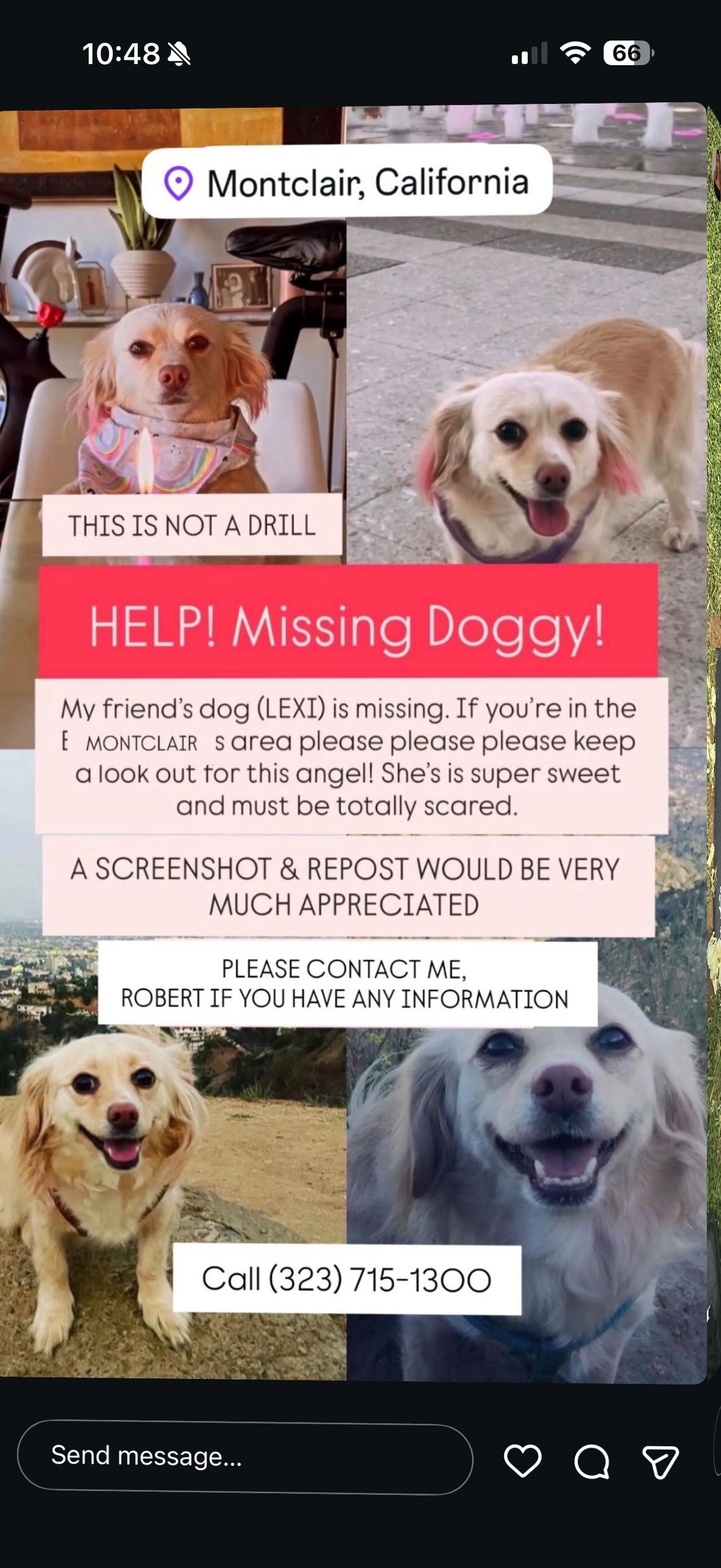 Lost pet