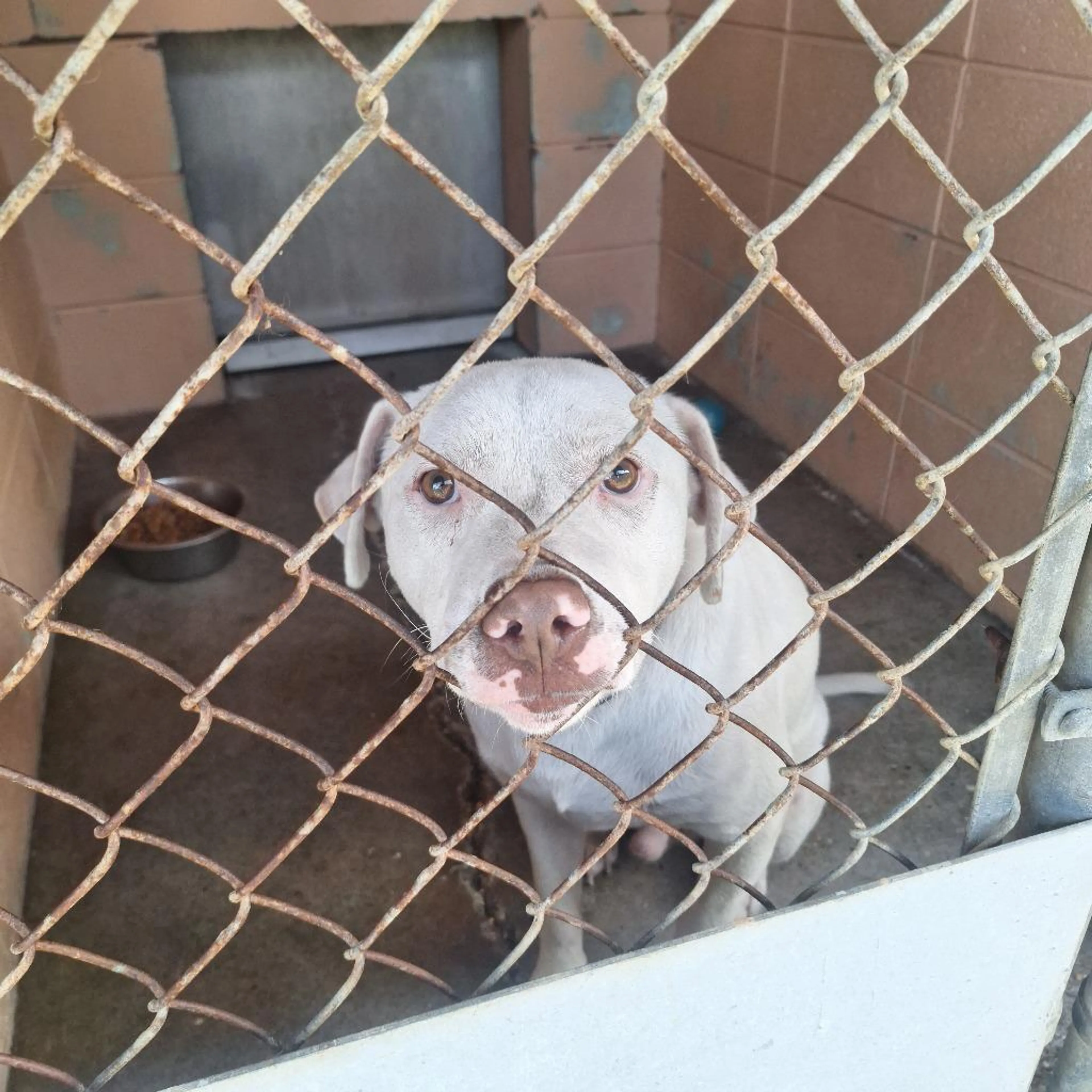 Found pet-1