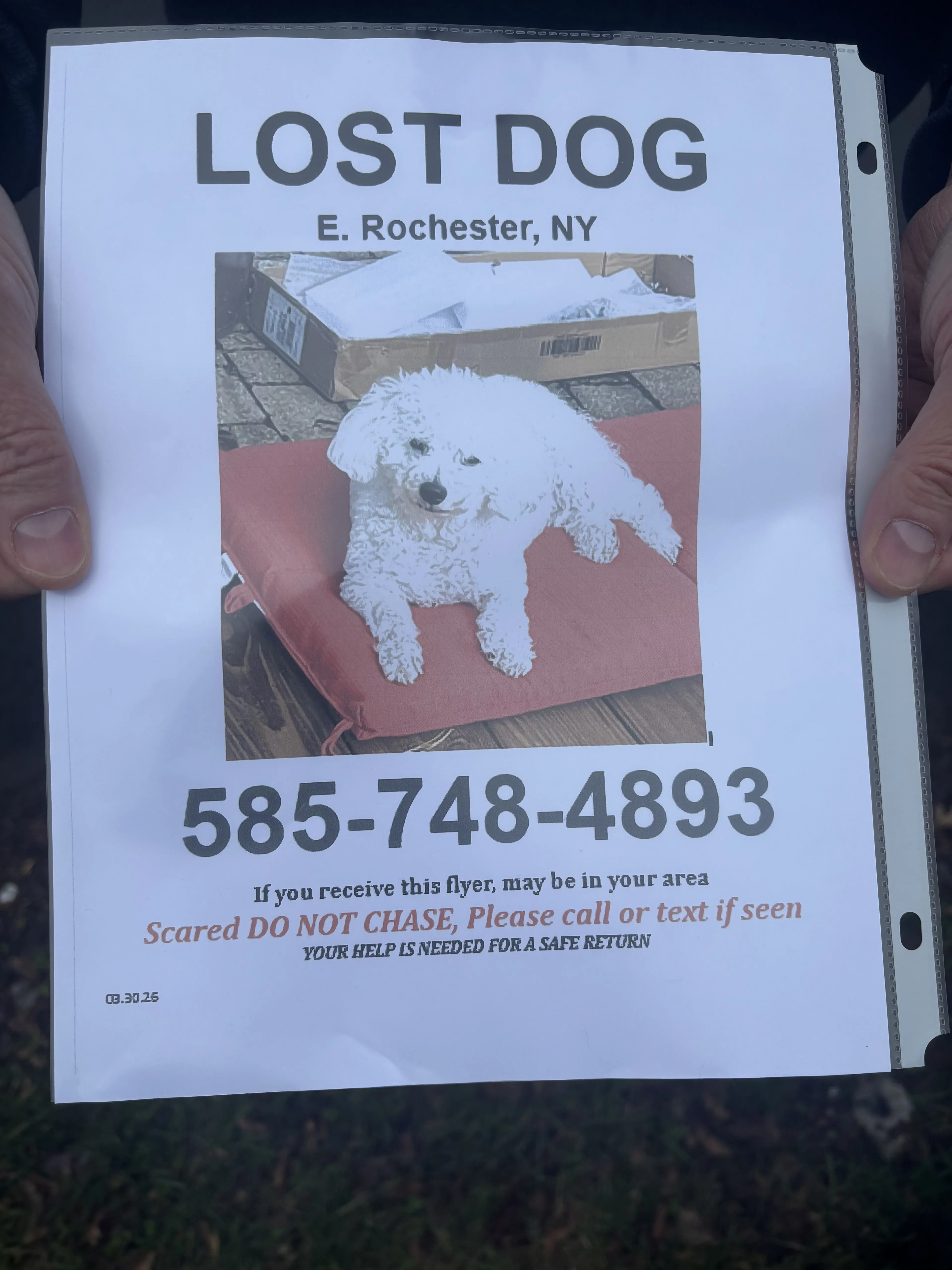 Lost pet