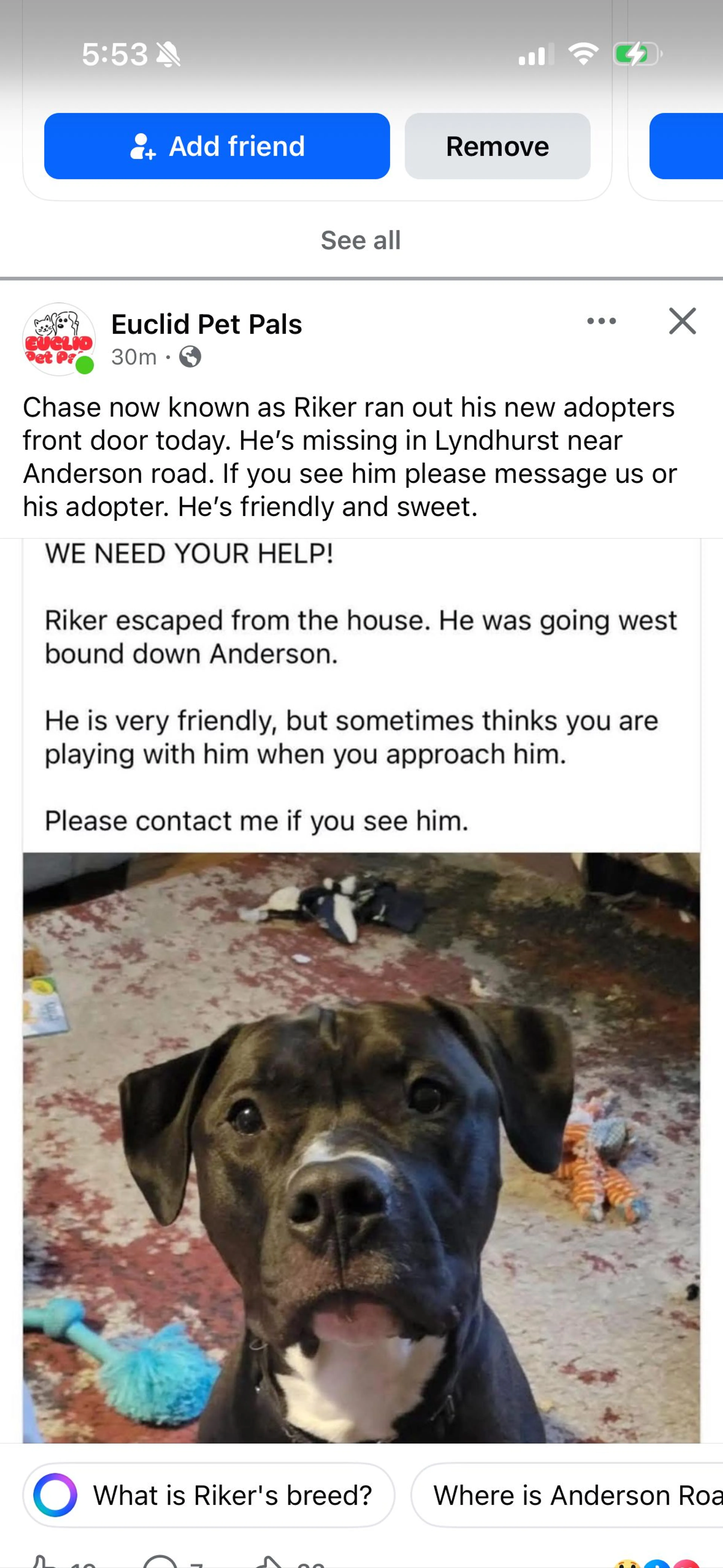 Lost pet