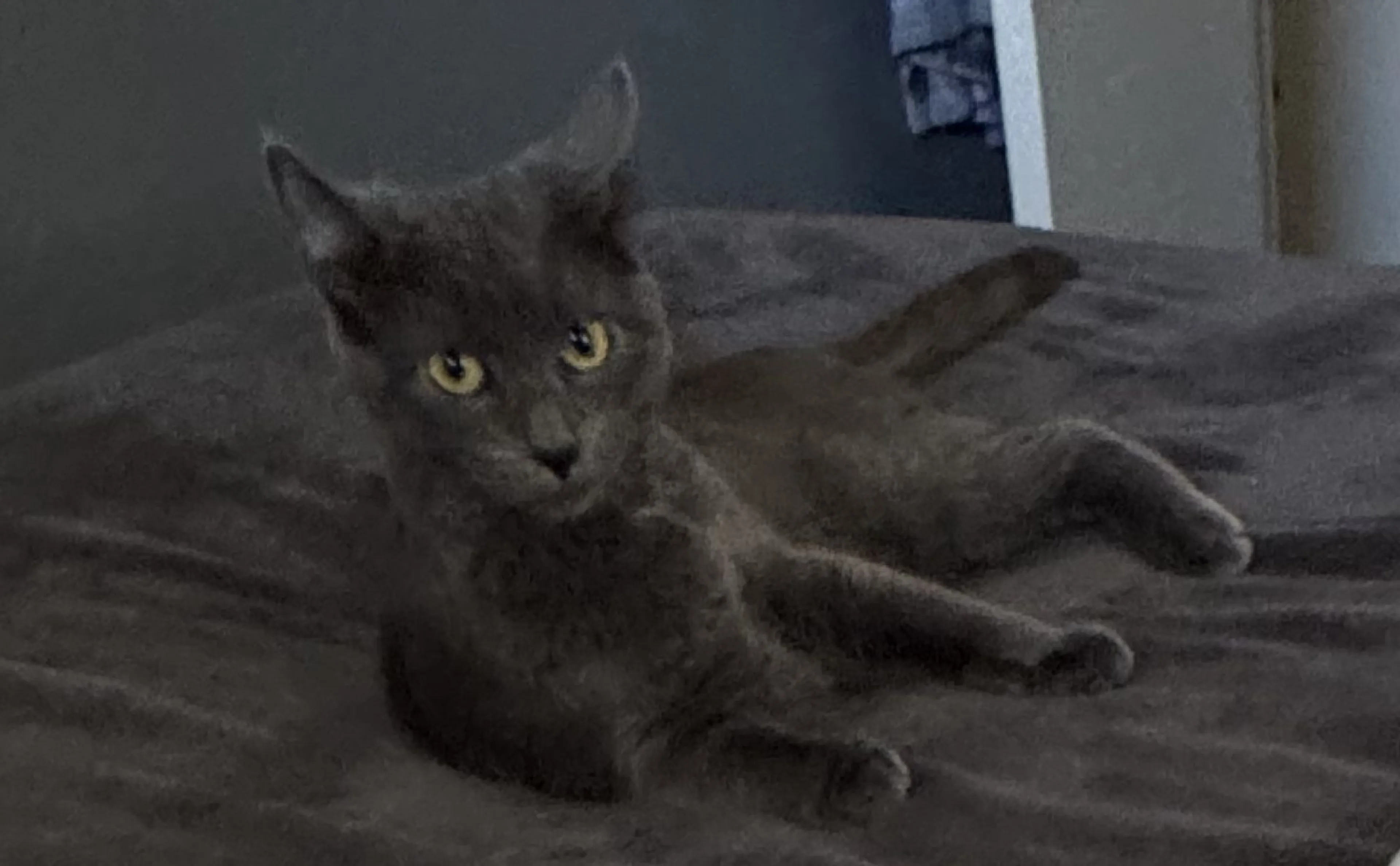 Lost pet-1