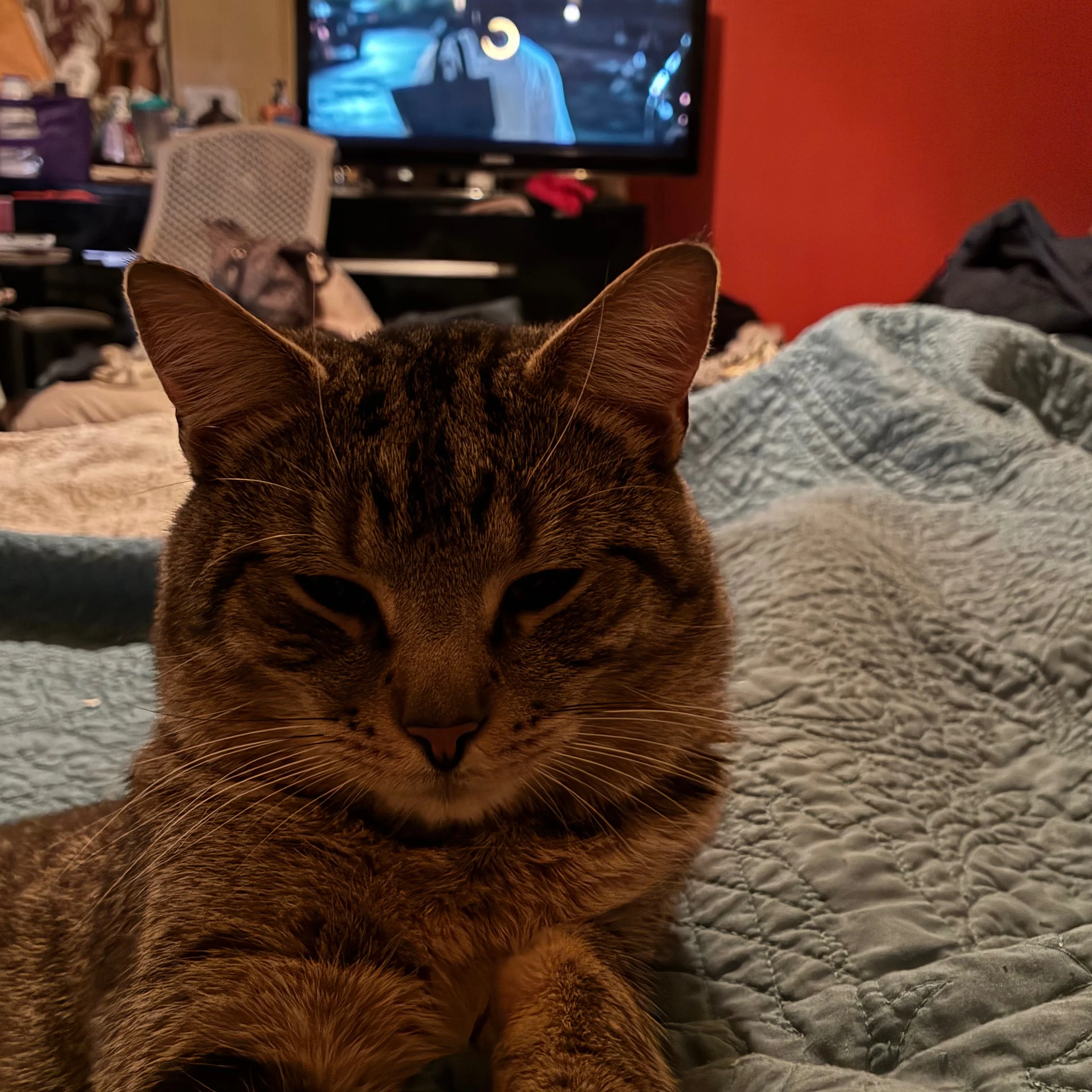 Lost pet-1