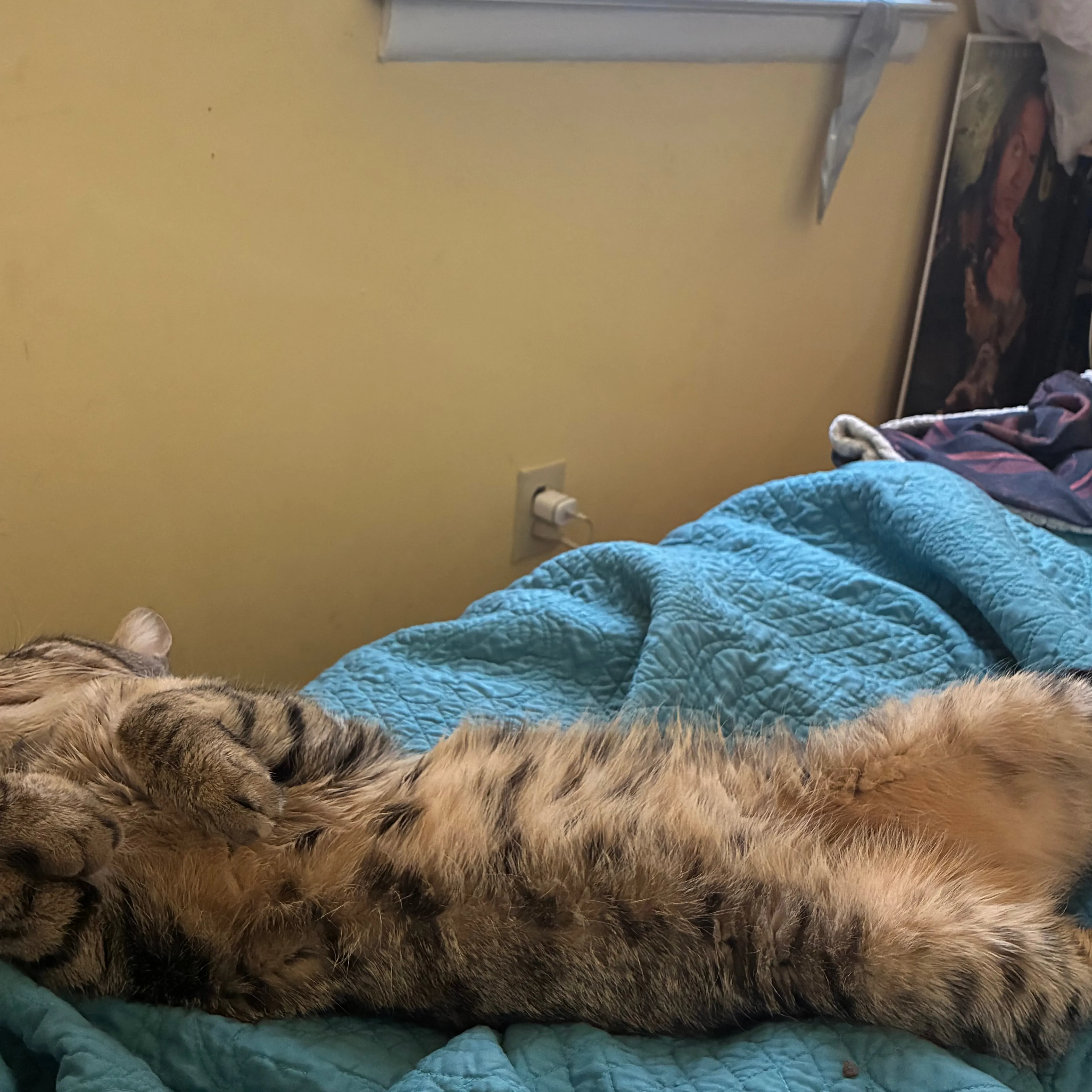 Lost pet-2