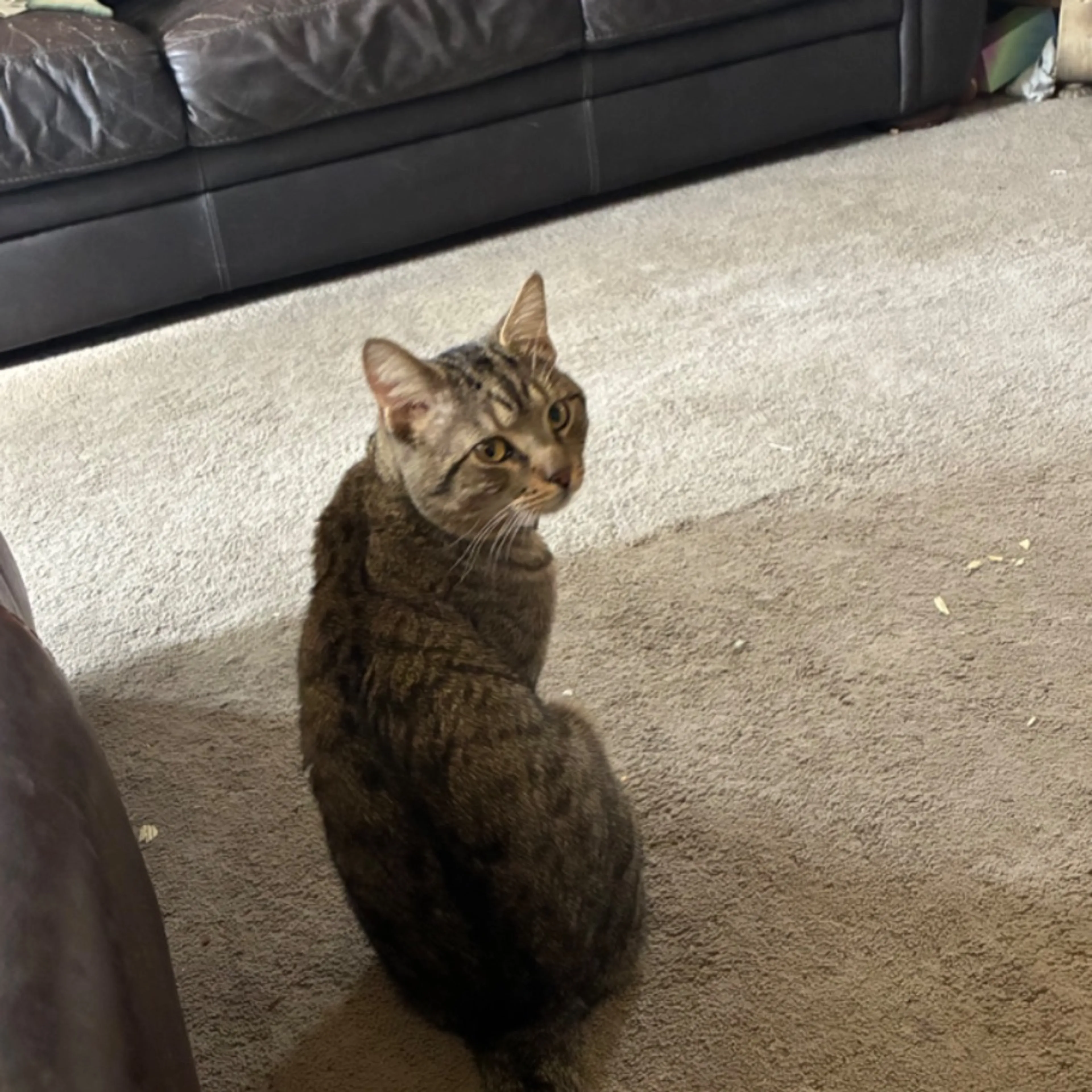 Lost pet-0