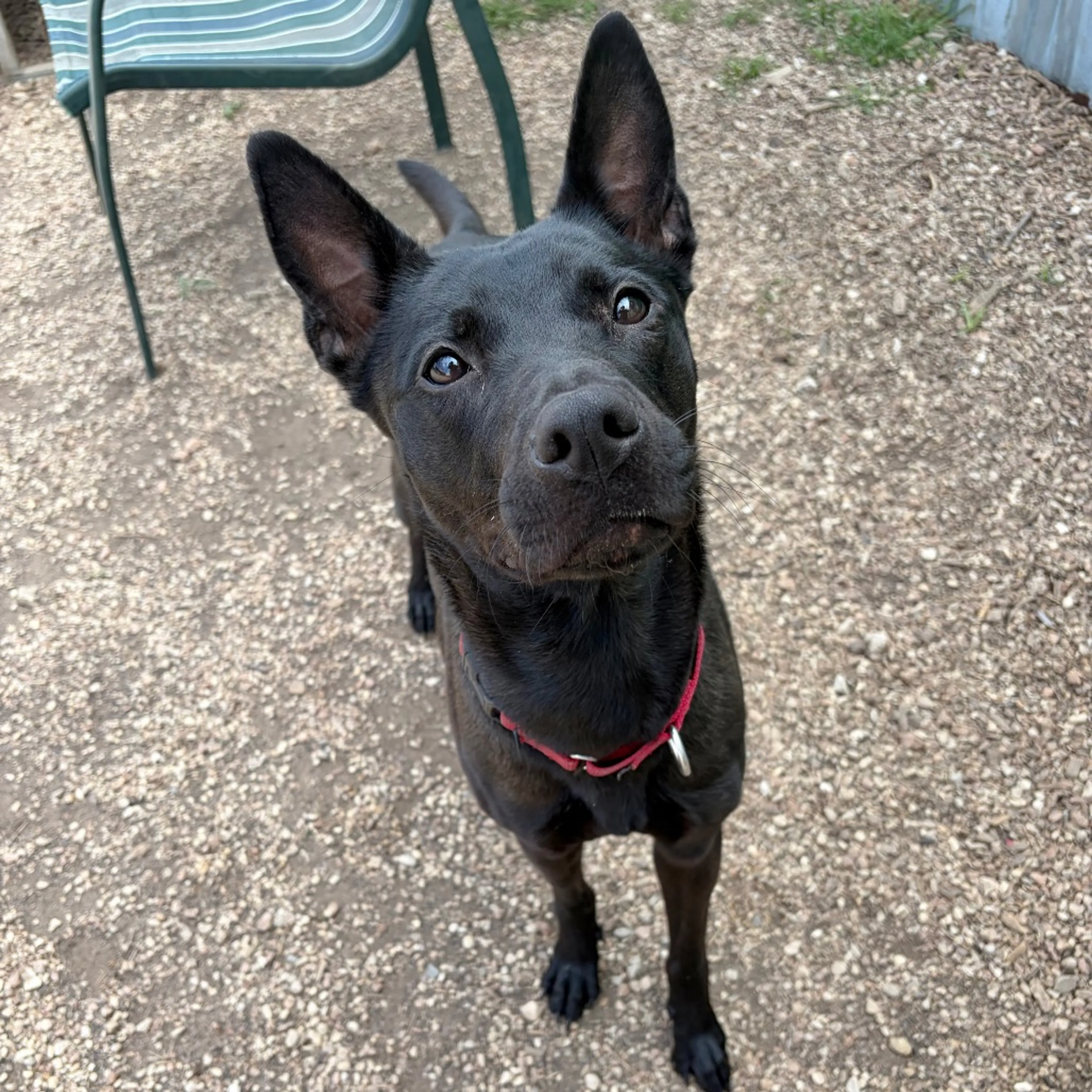 Found pet-9