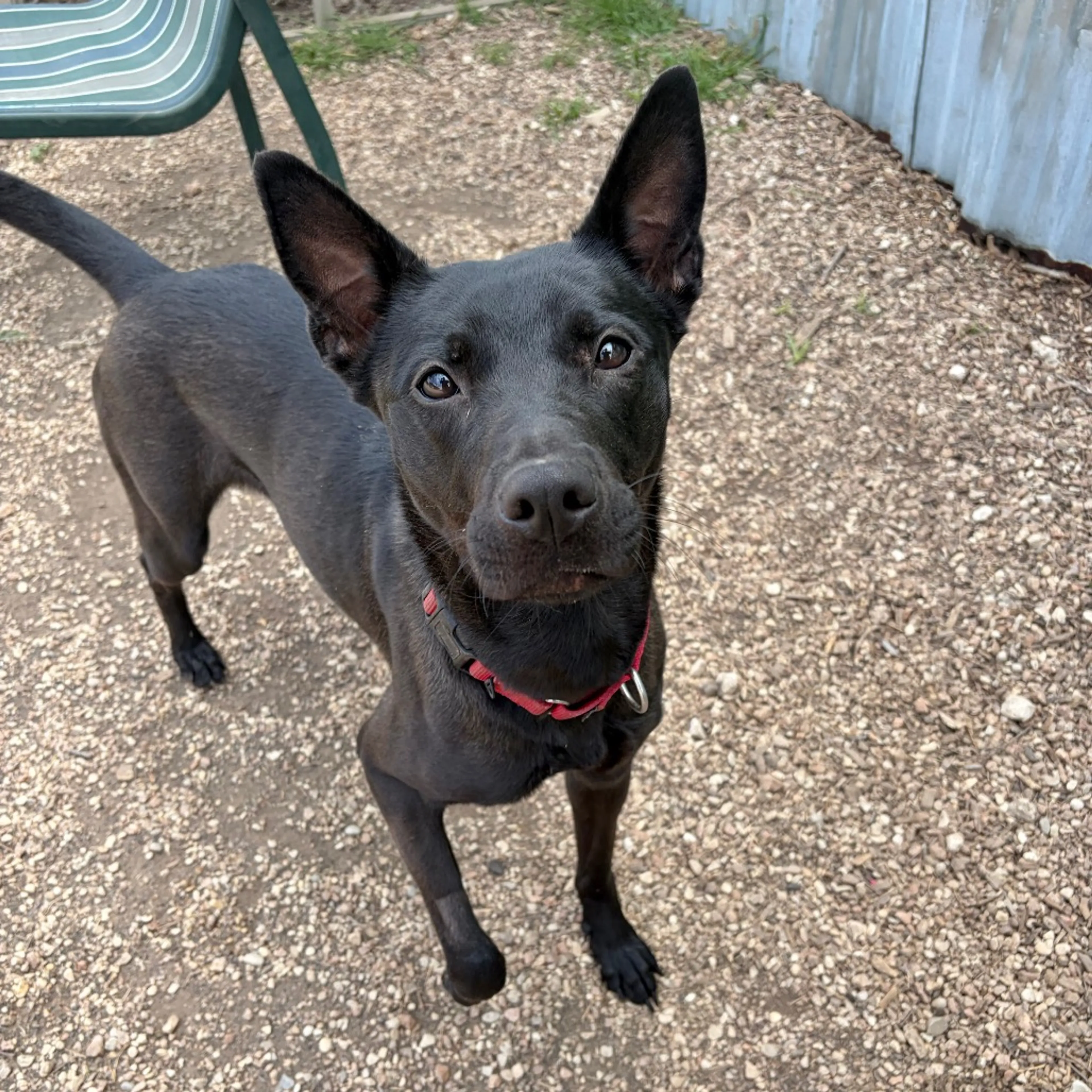 Found pet-8