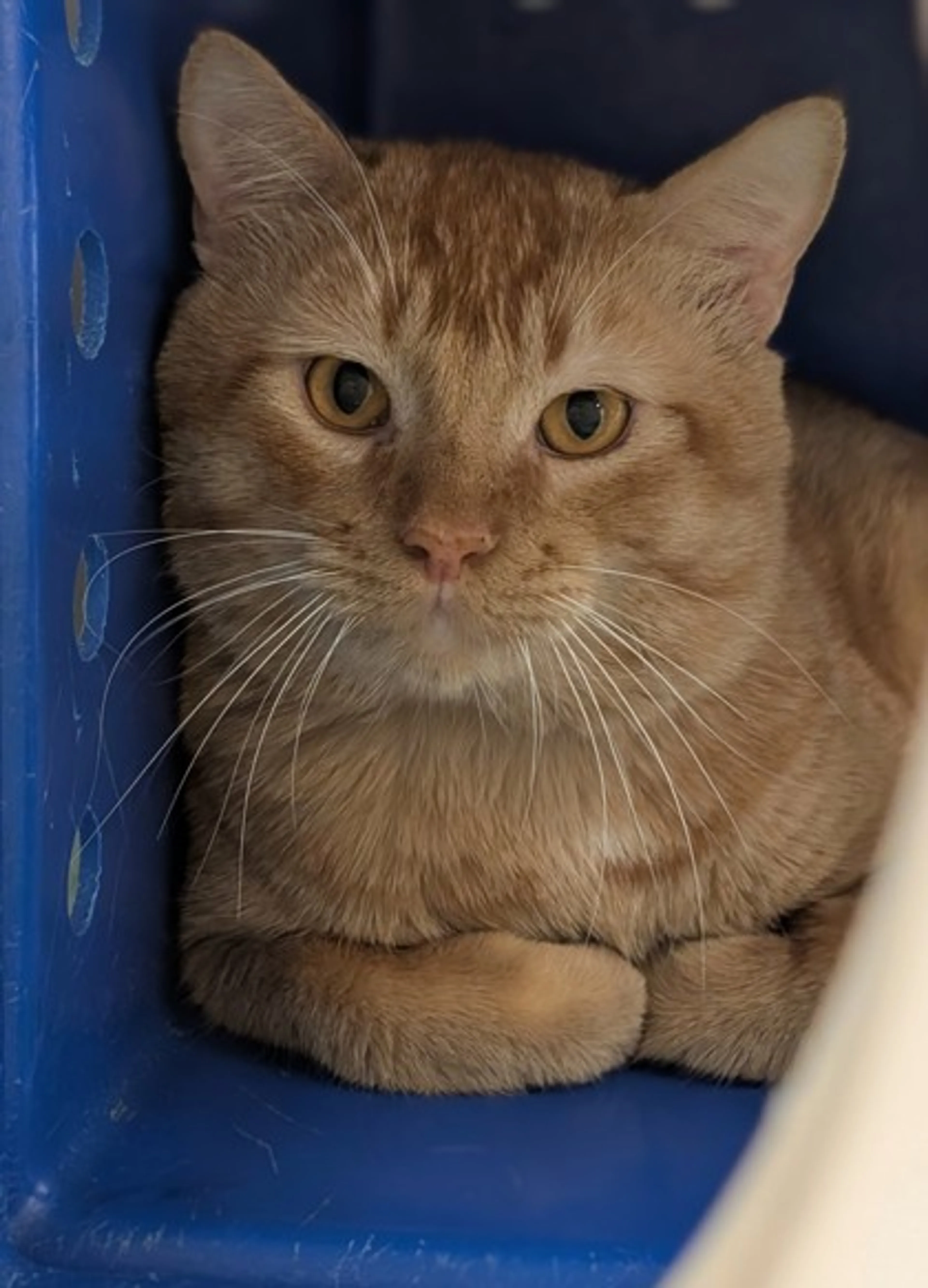 Found pet-1