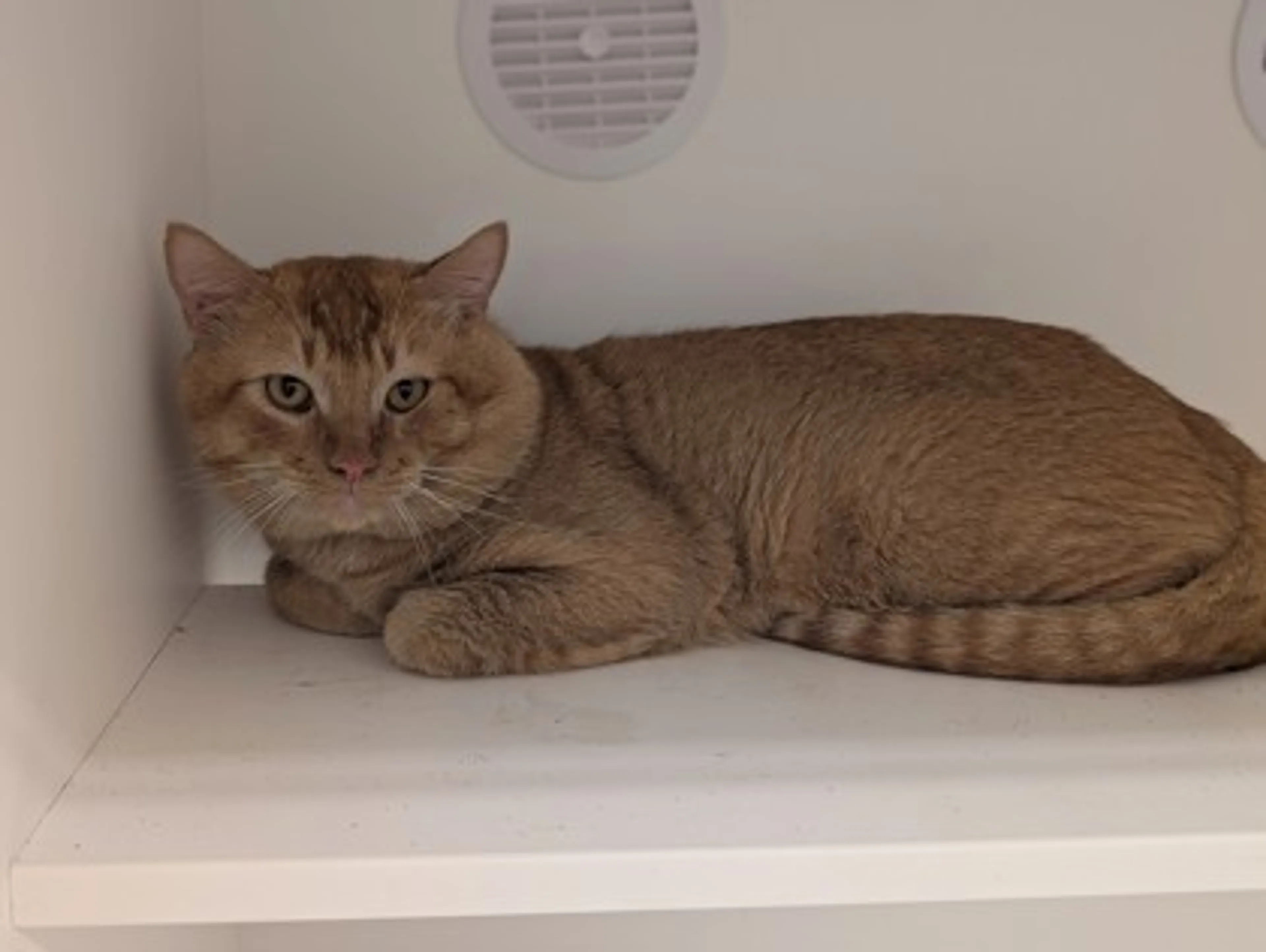 Found pet-2