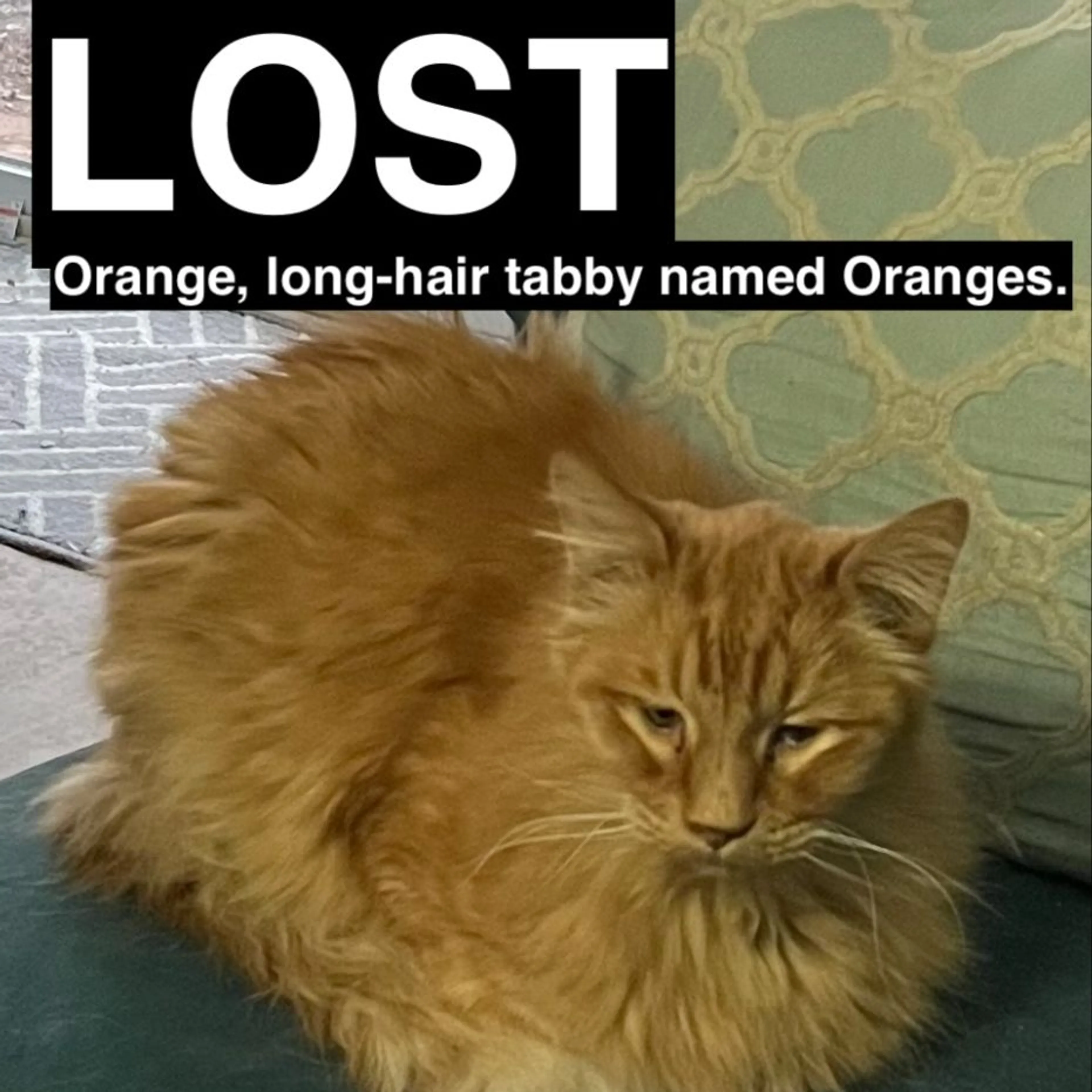 Lost pet