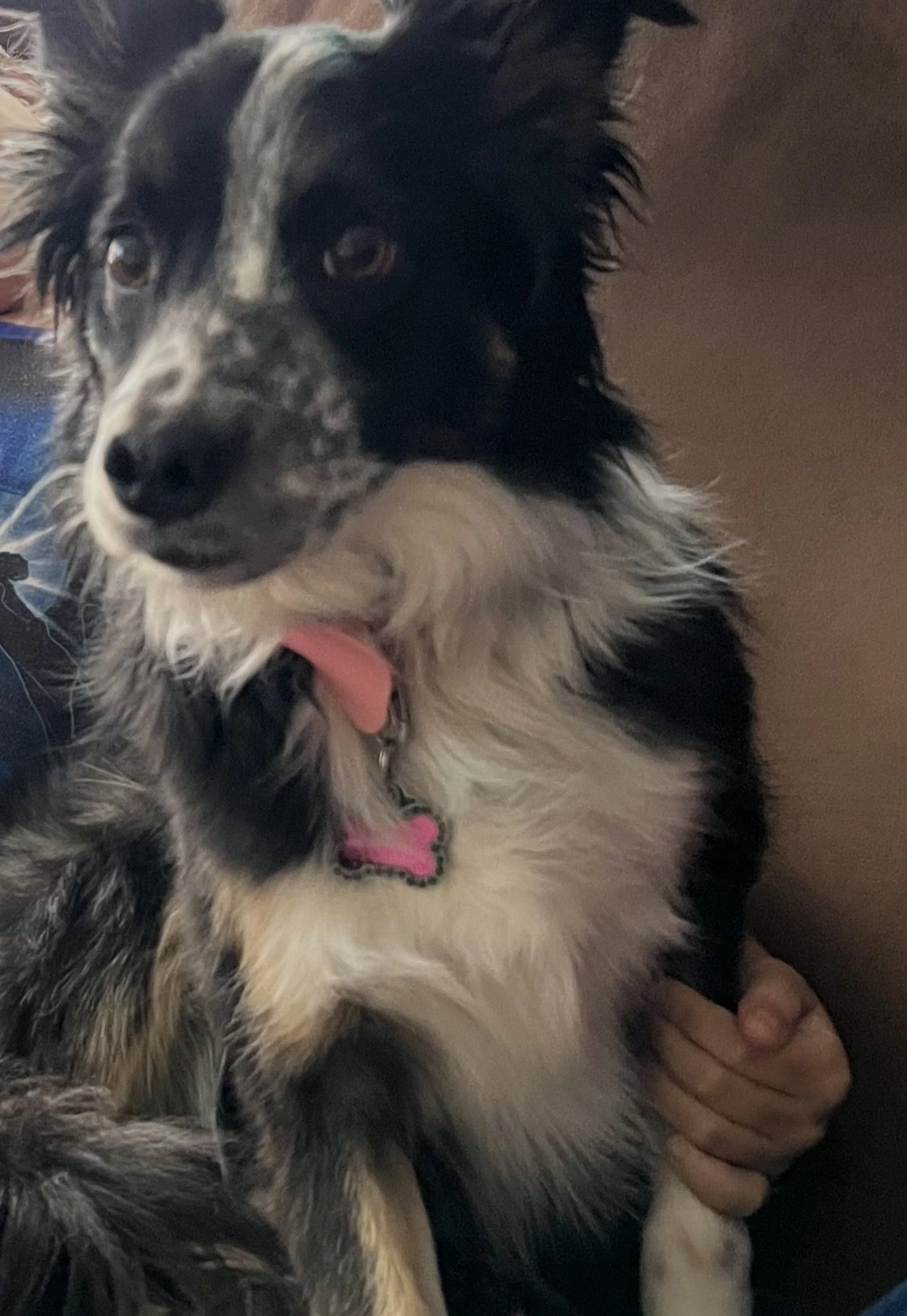 Lost pet