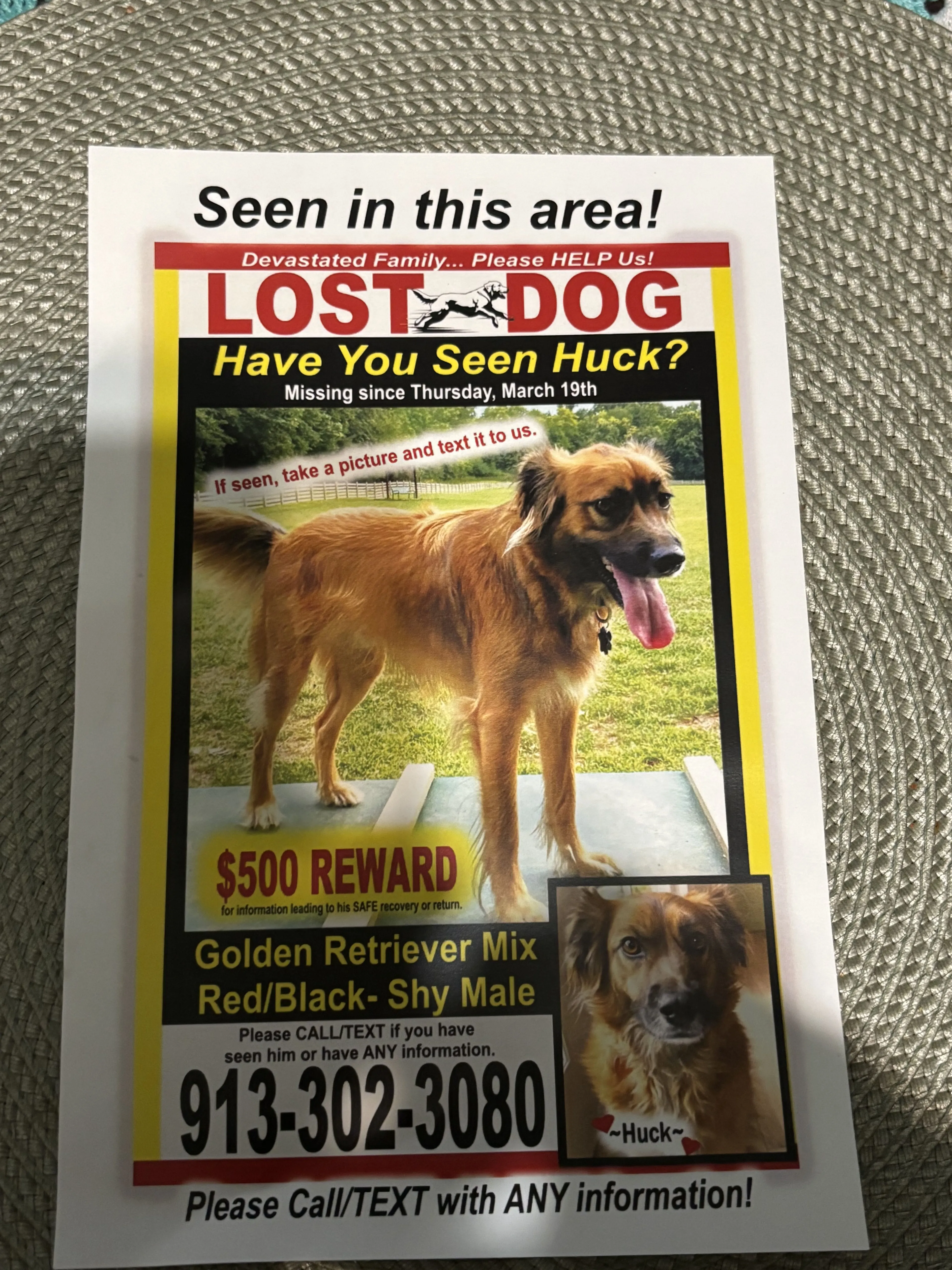 Lost pet