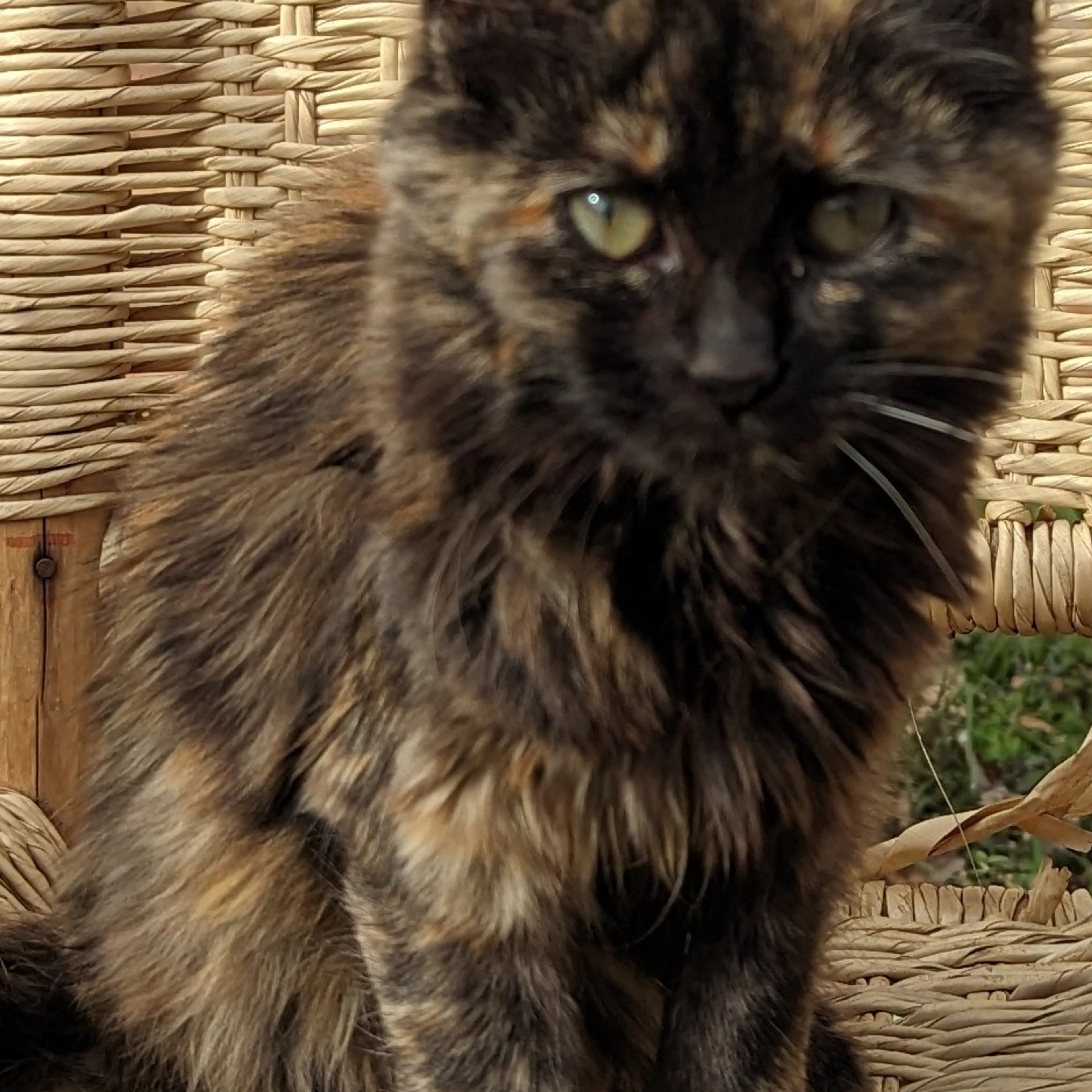 Lost pet-3