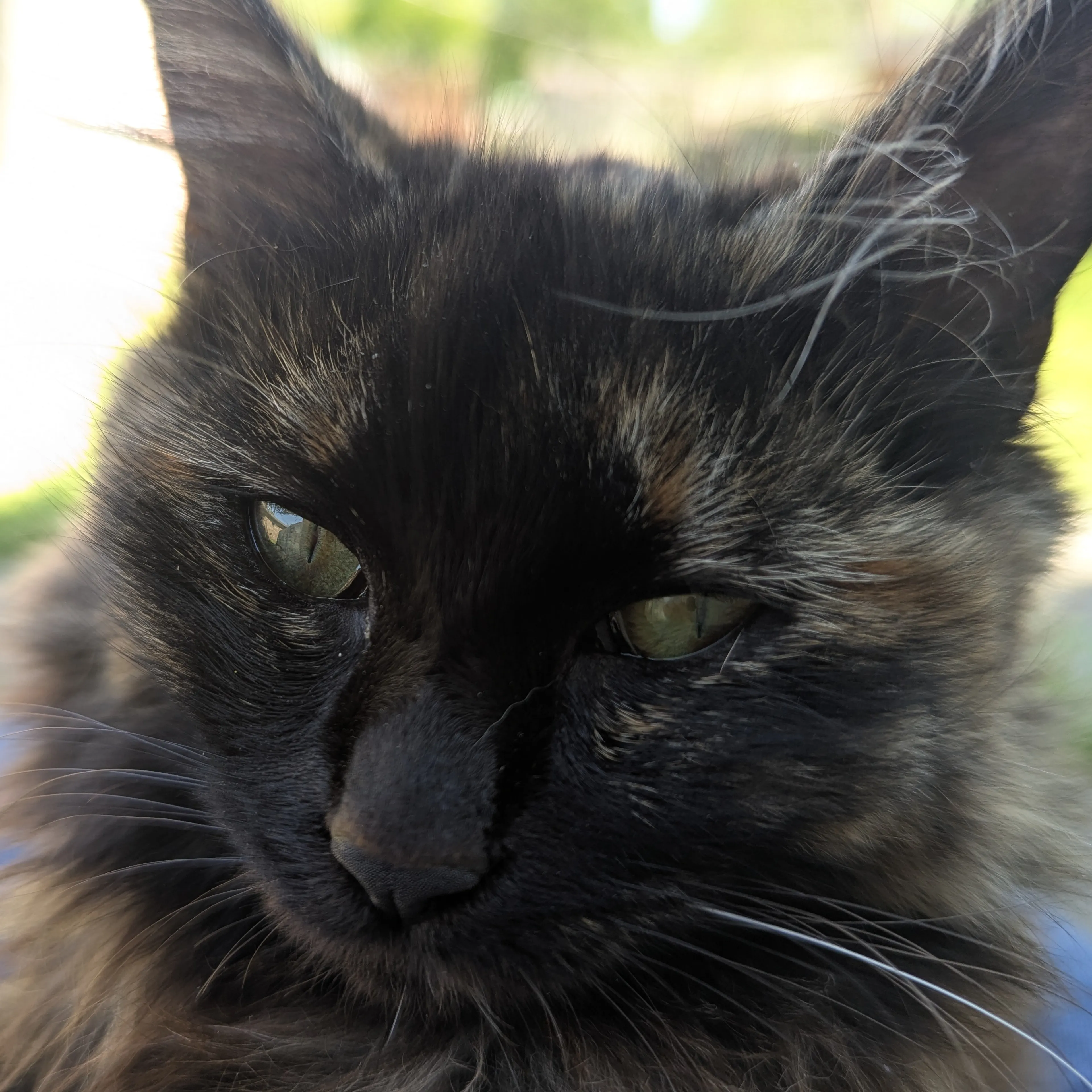 Lost pet-2