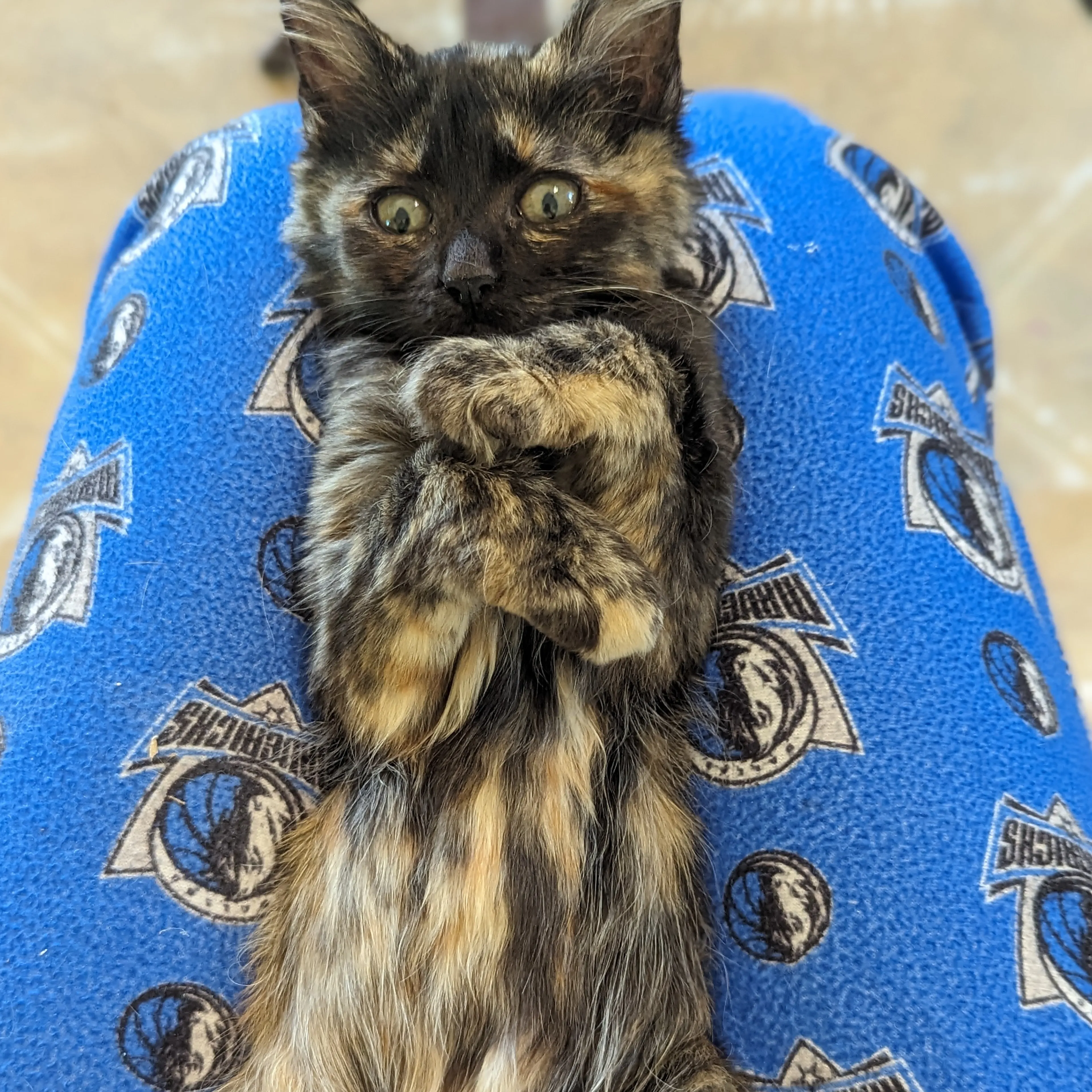 Lost pet-1